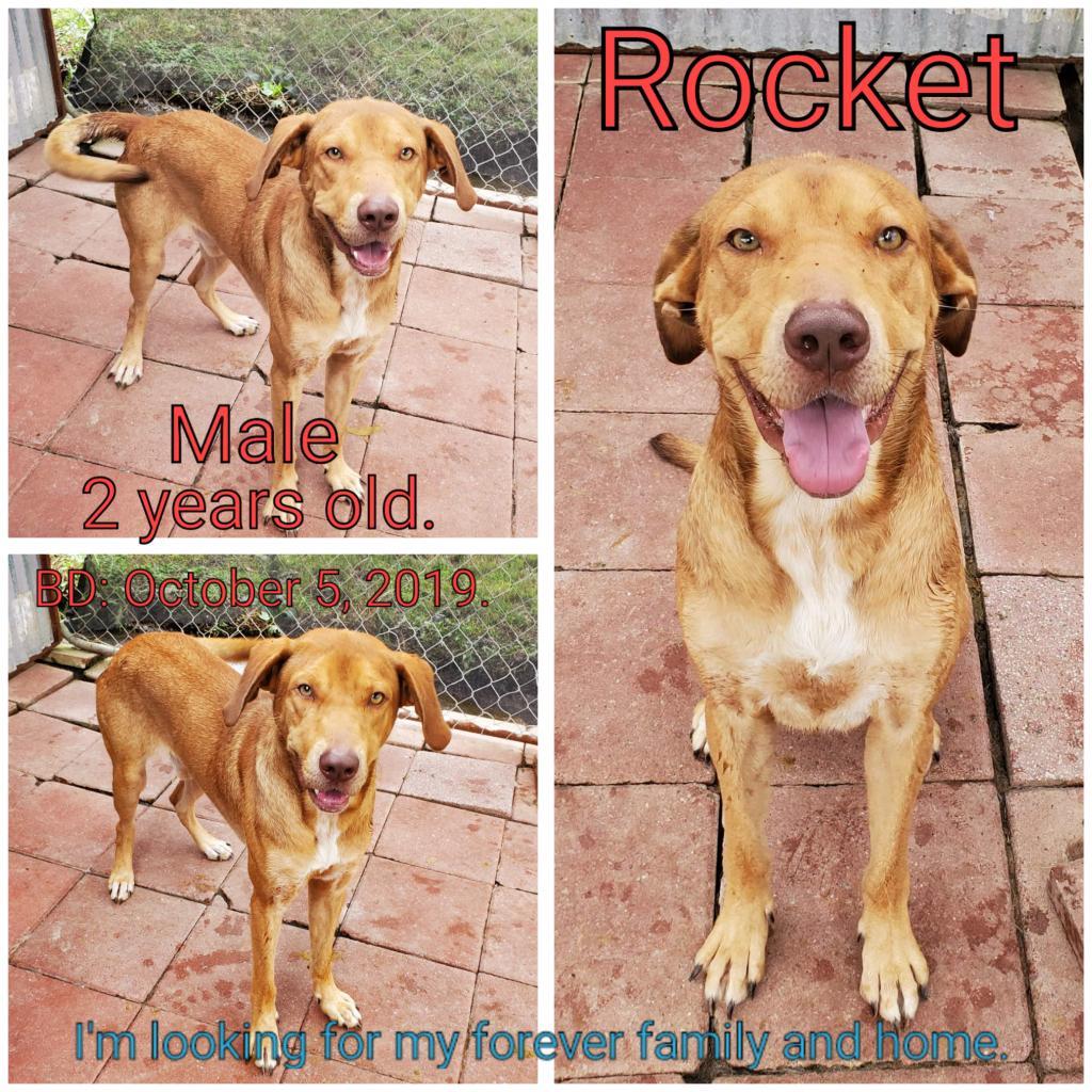 Enlarge Rocket, a Adoptable Mixed Breed in Boaz, AL image 4/5