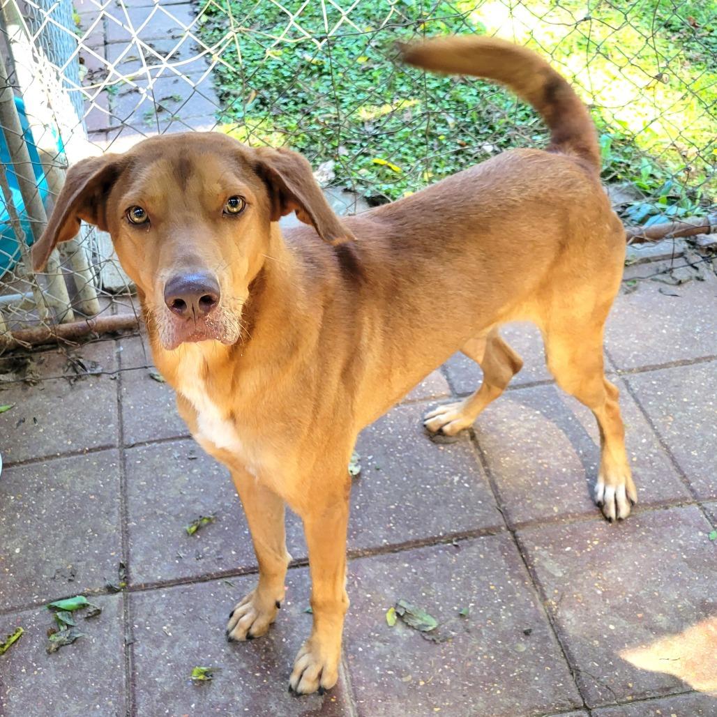 Rocket, Adoptable, Adult Male Mixed Breed.