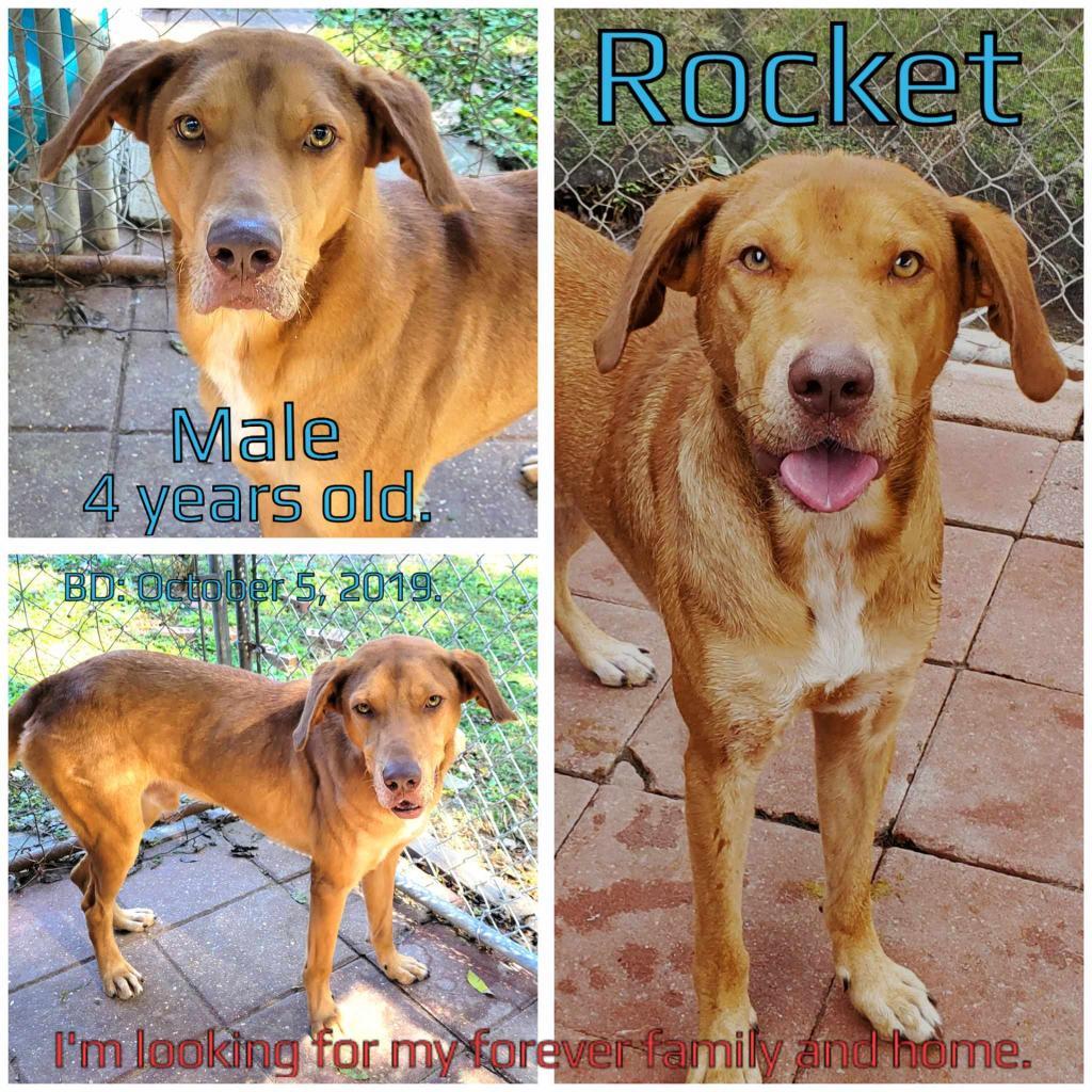 Enlarge Rocket, a Adoptable Mixed Breed in Boaz, AL image 5/5