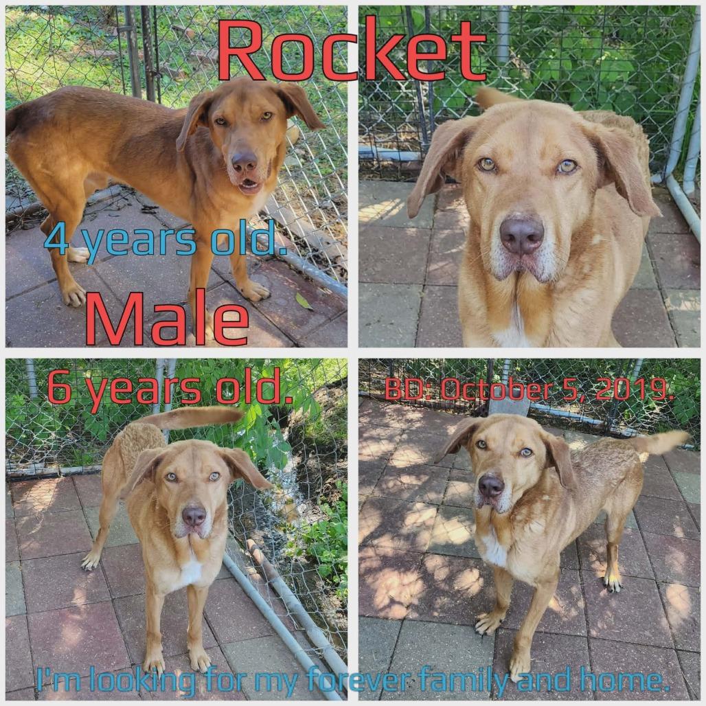 Enlarge Rocket, a Adoptable Mixed Breed in Boaz, AL image 3/5