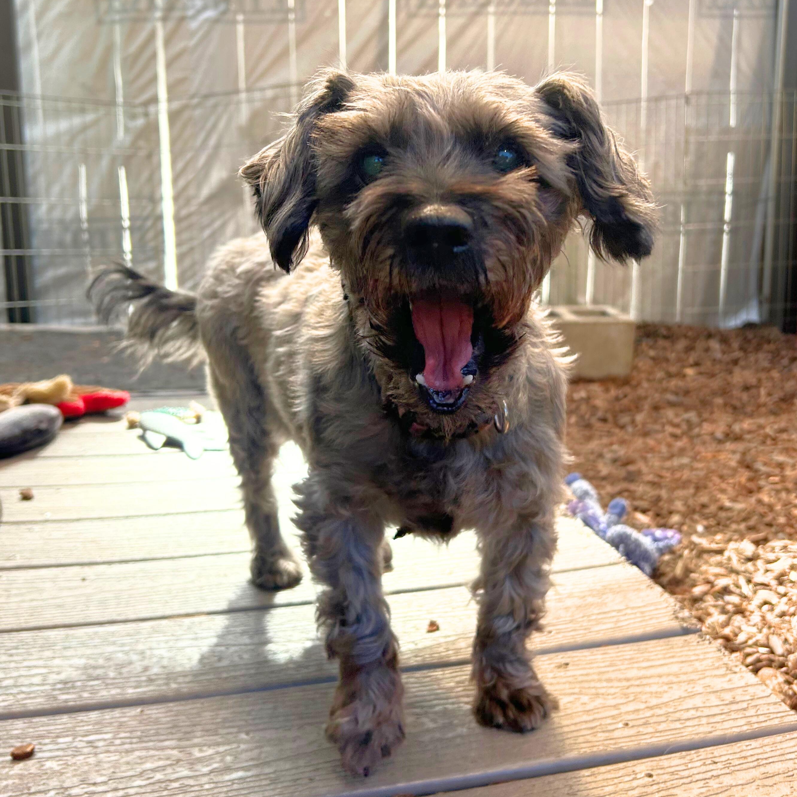 Enlarge Ebby, an adoptable mixed breed in Sequim, WA image 2/4