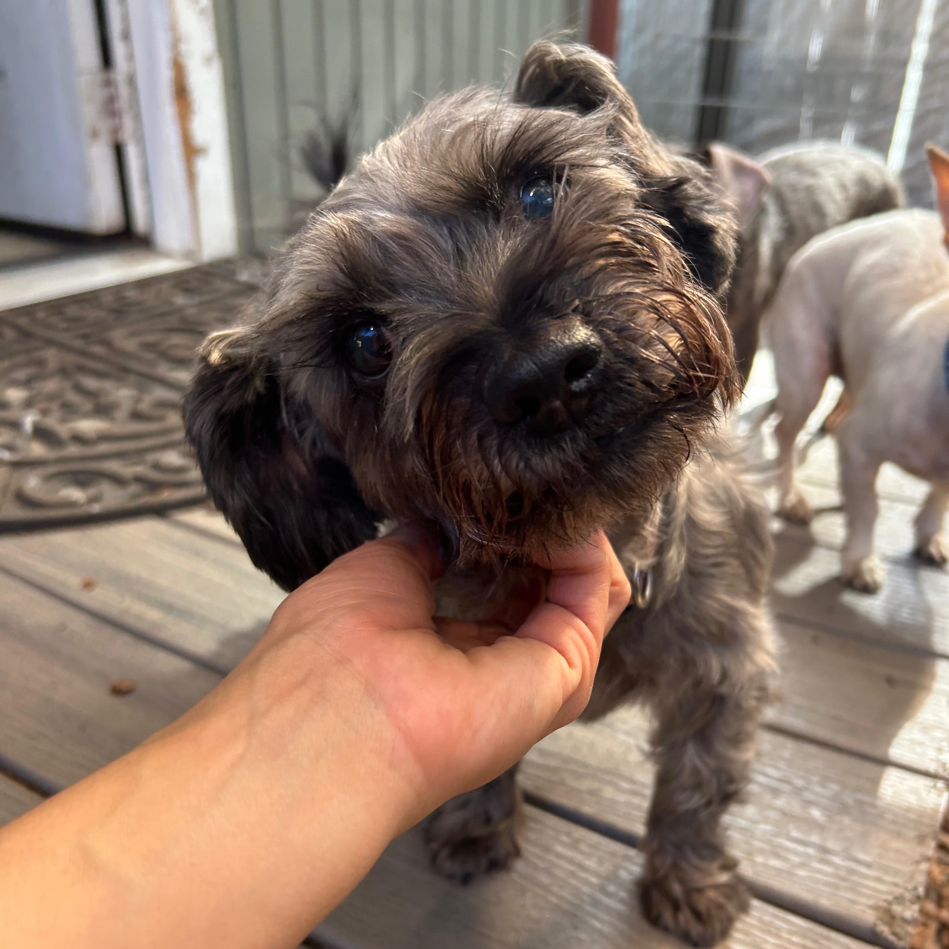 Enlarge Ebby, an adoptable mixed breed in Sequim, WA image 4/4
