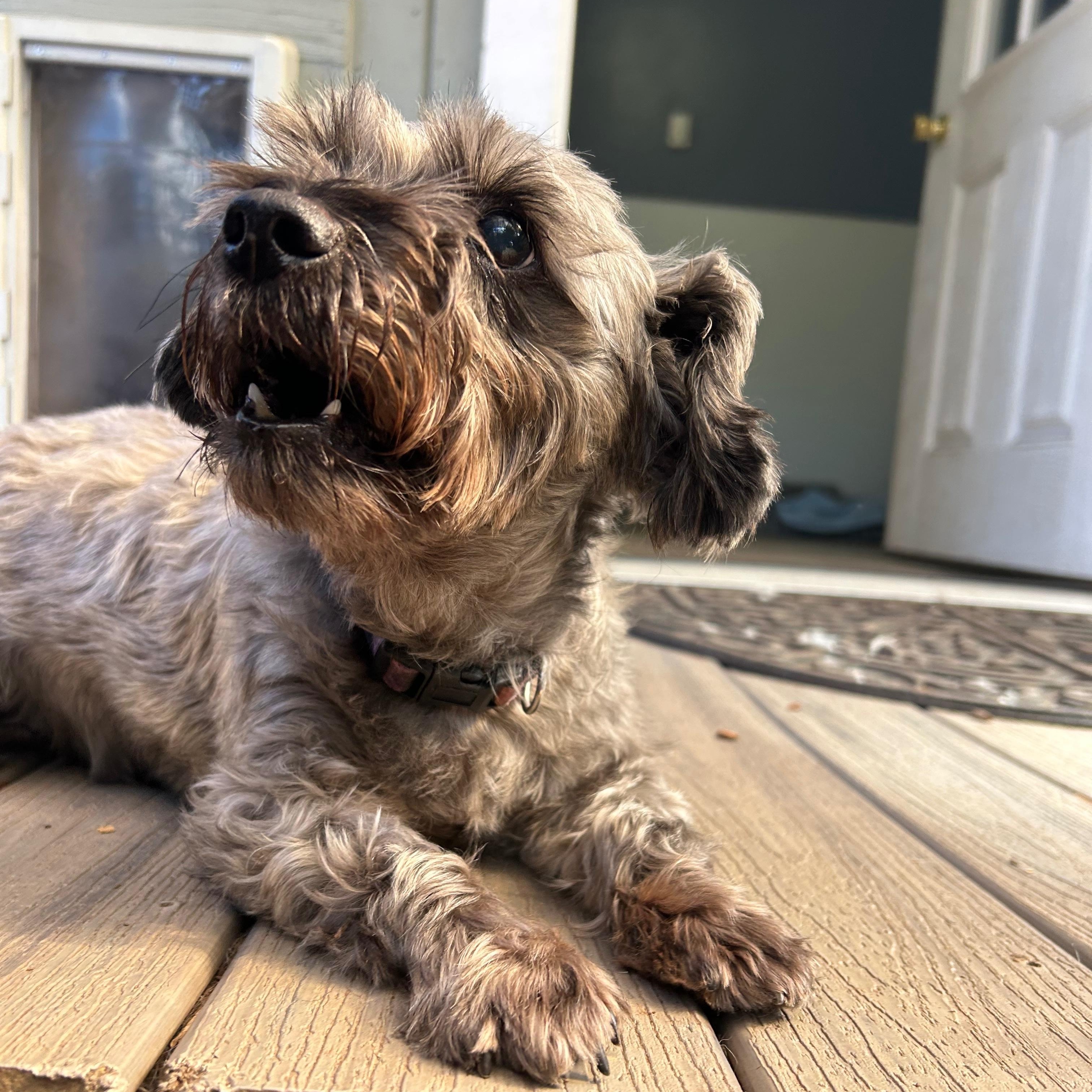 Enlarge Ebby, an adoptable mixed breed in Sequim, WA image 3/4