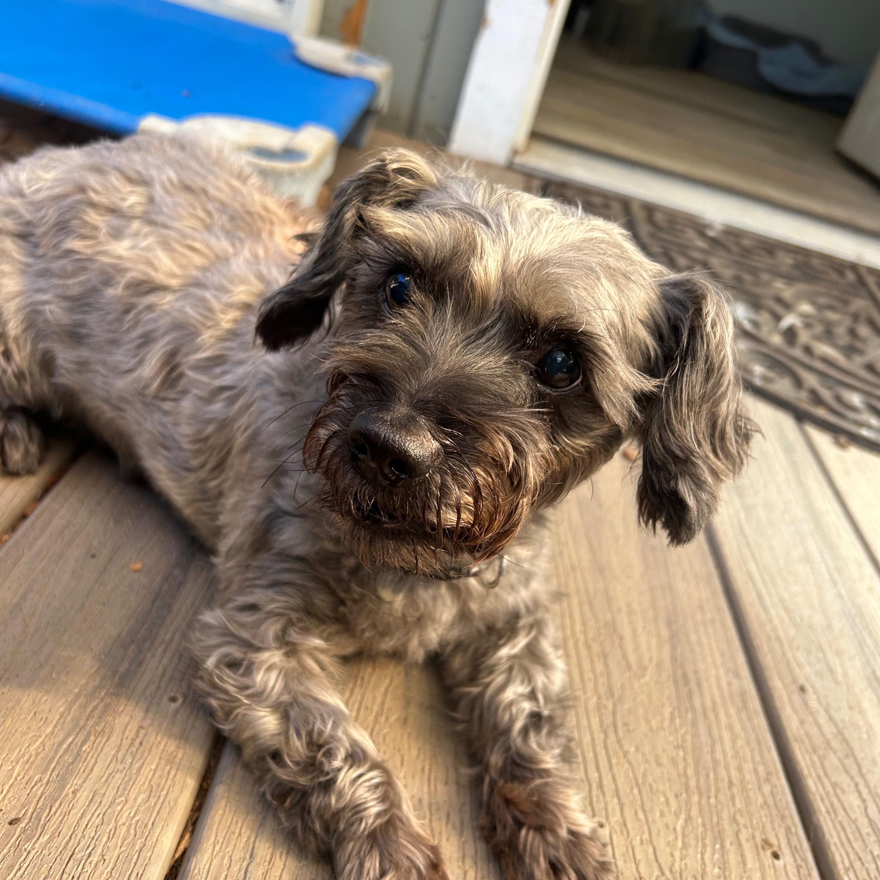 Enlarge Ebby, an adoptable mixed breed in Sequim, WA image 1/4