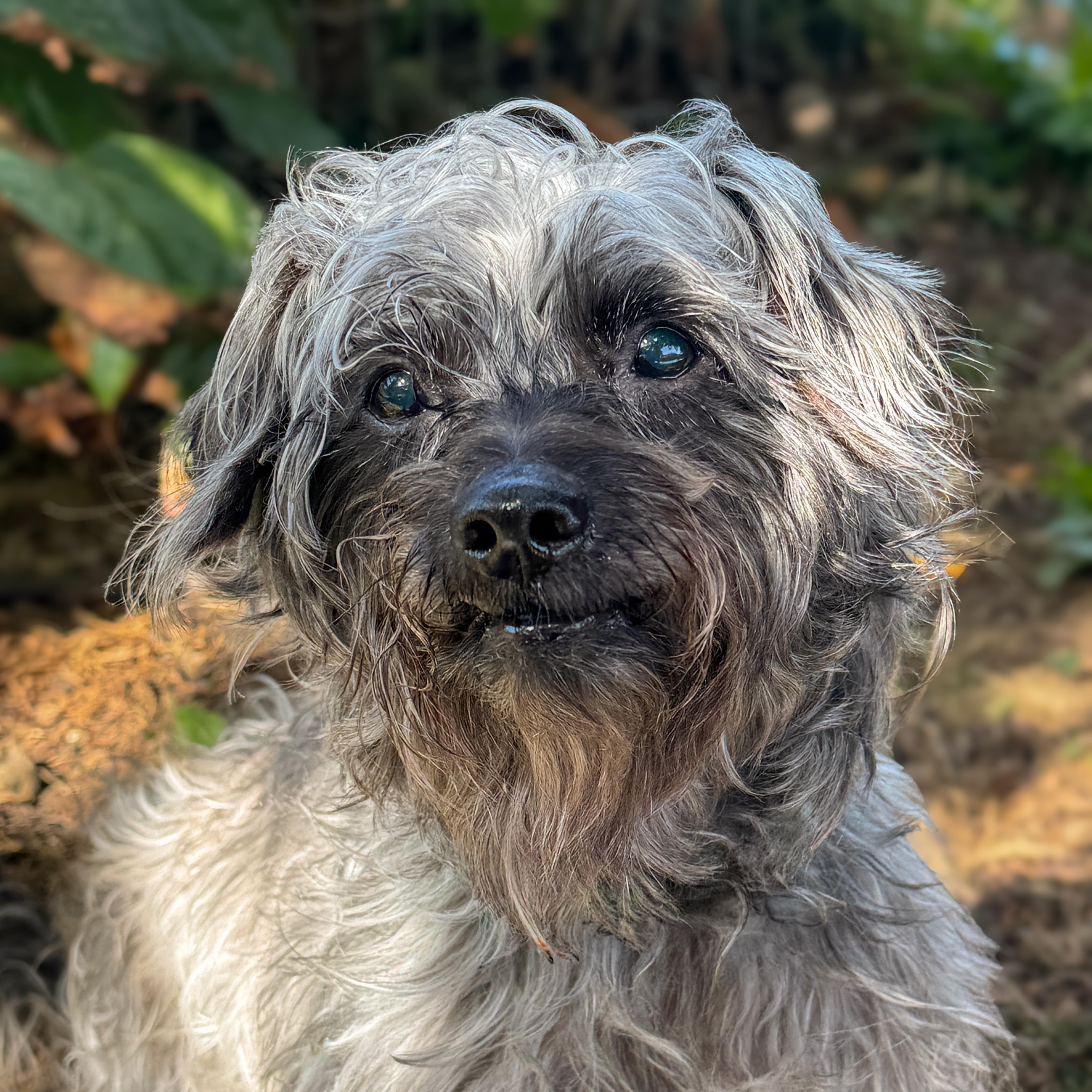 Enlarge Ebby, a Adoptable mixed breed in Sequim, WA image 1/5