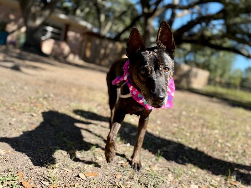 Rosemary is a Pint Sized Pal, Adoptable, Adult Female Shepherd & Australian Shepherd.