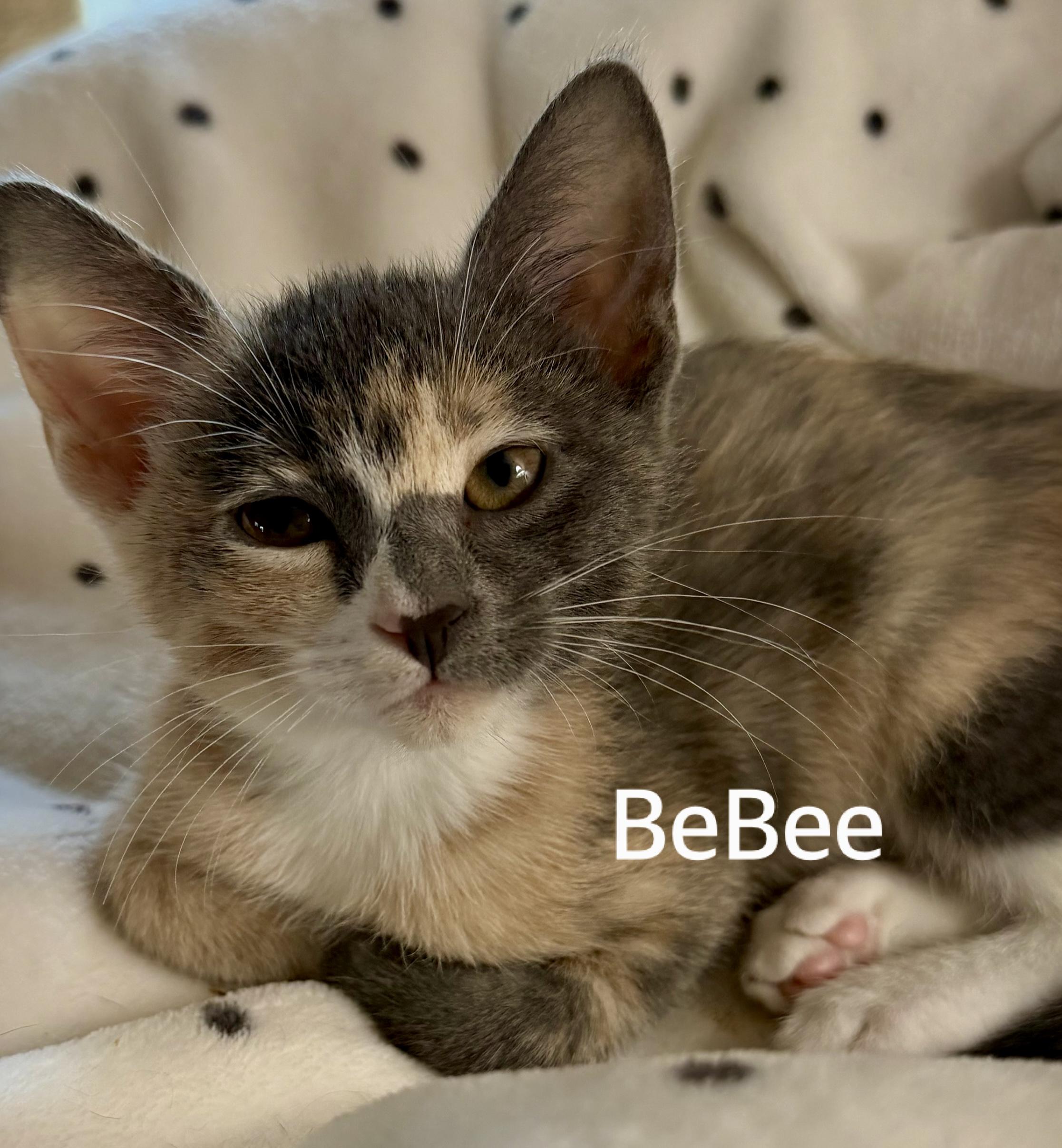 BeBee, adopted, Kitten Female Domestic Short Hair.