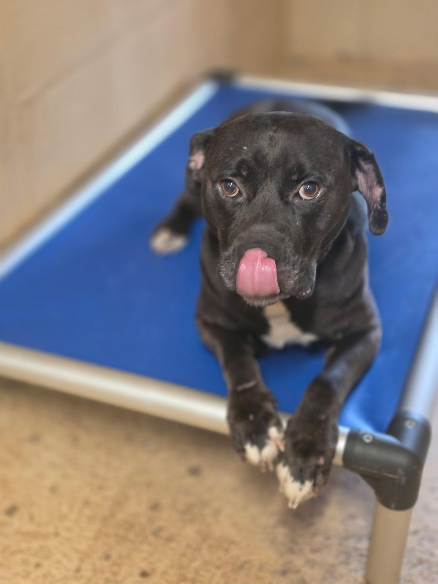 MILLER, ADOPTABLE, Young Male Bullmastiff.