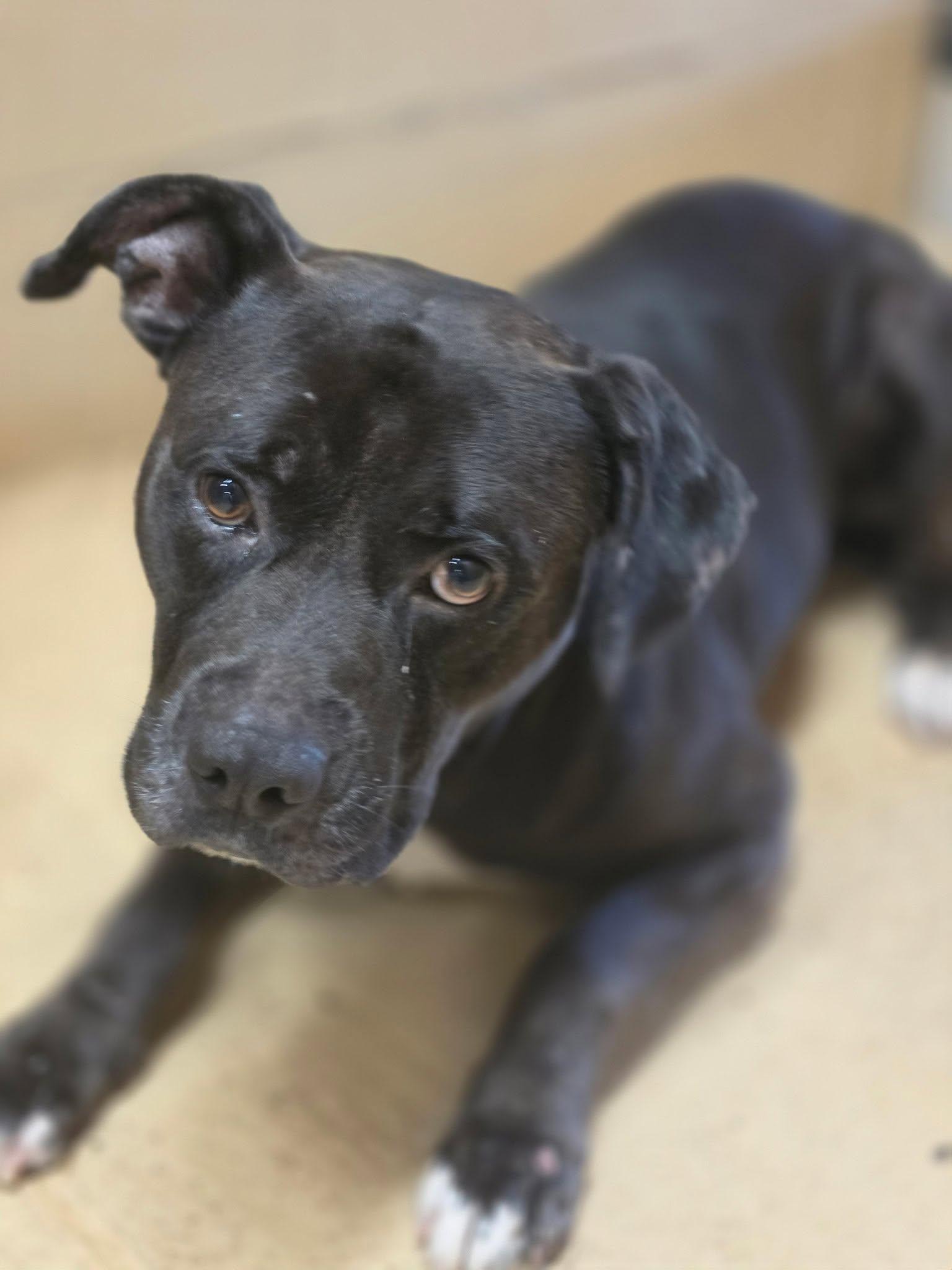 Enlarge MILLER, a ADOPTABLE mixed breed in Newborn, GA image 2/4