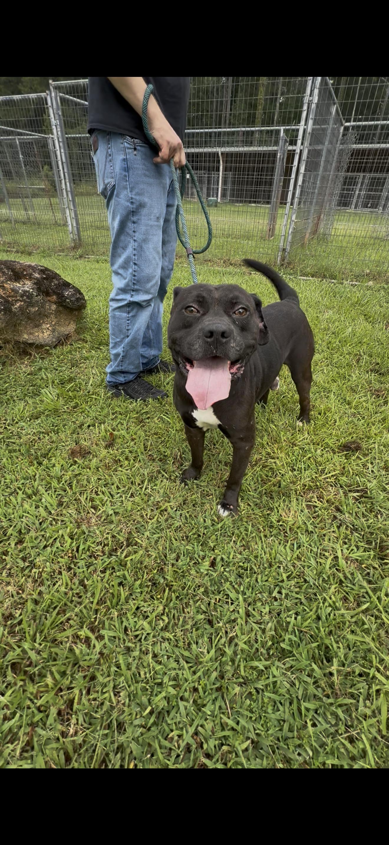 Enlarge MILLER, a ADOPTABLE mixed breed in Newborn, GA image 3/4