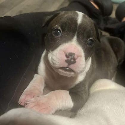 Mavis, Adoptable, Puppy Female Mixed Breed.