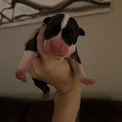 Enlarge Mavis, a Adoptable Mixed Breed in DeKalb, IL image 2/3