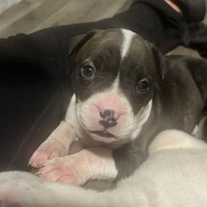 Enlarge Mavis, a Adoptable Mixed Breed in DeKalb, IL image 3/3