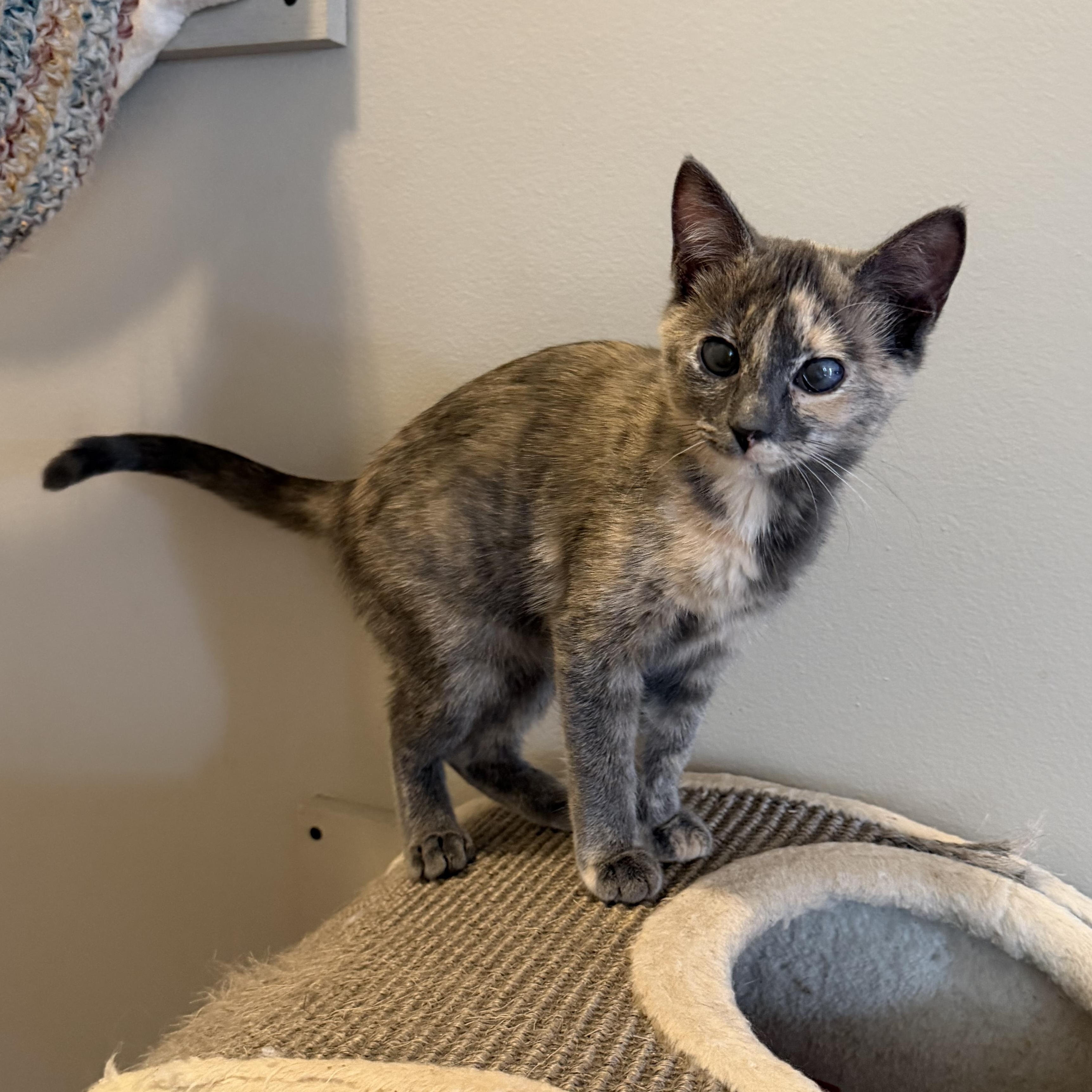 DT, an adopted Domestic Short Hair in New York City, NY image 2/5