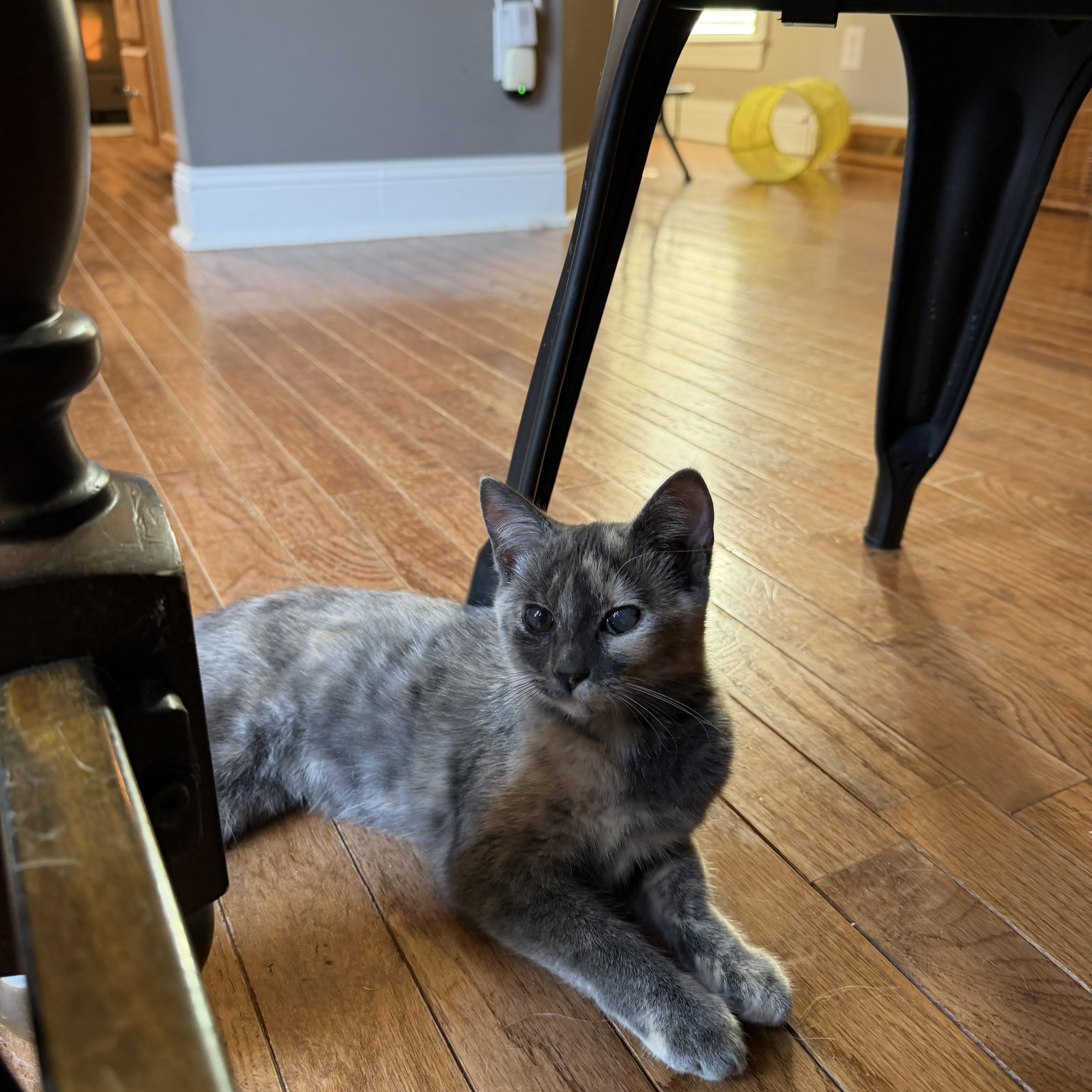 DT, an adopted Domestic Short Hair in New York City, NY image 5/5