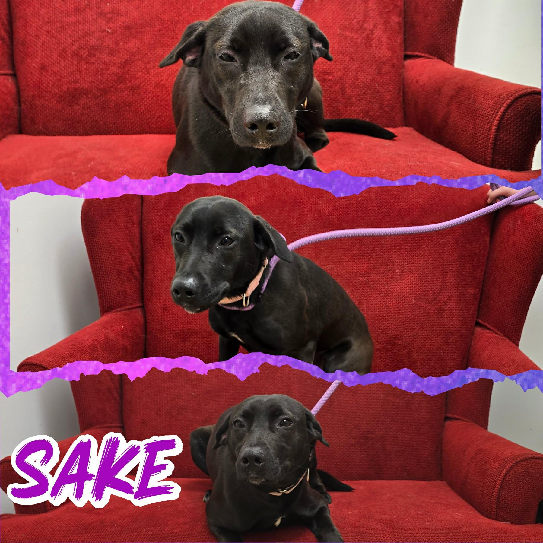 Sake, ADOPTABLE, Young Female Labrador Retriever.