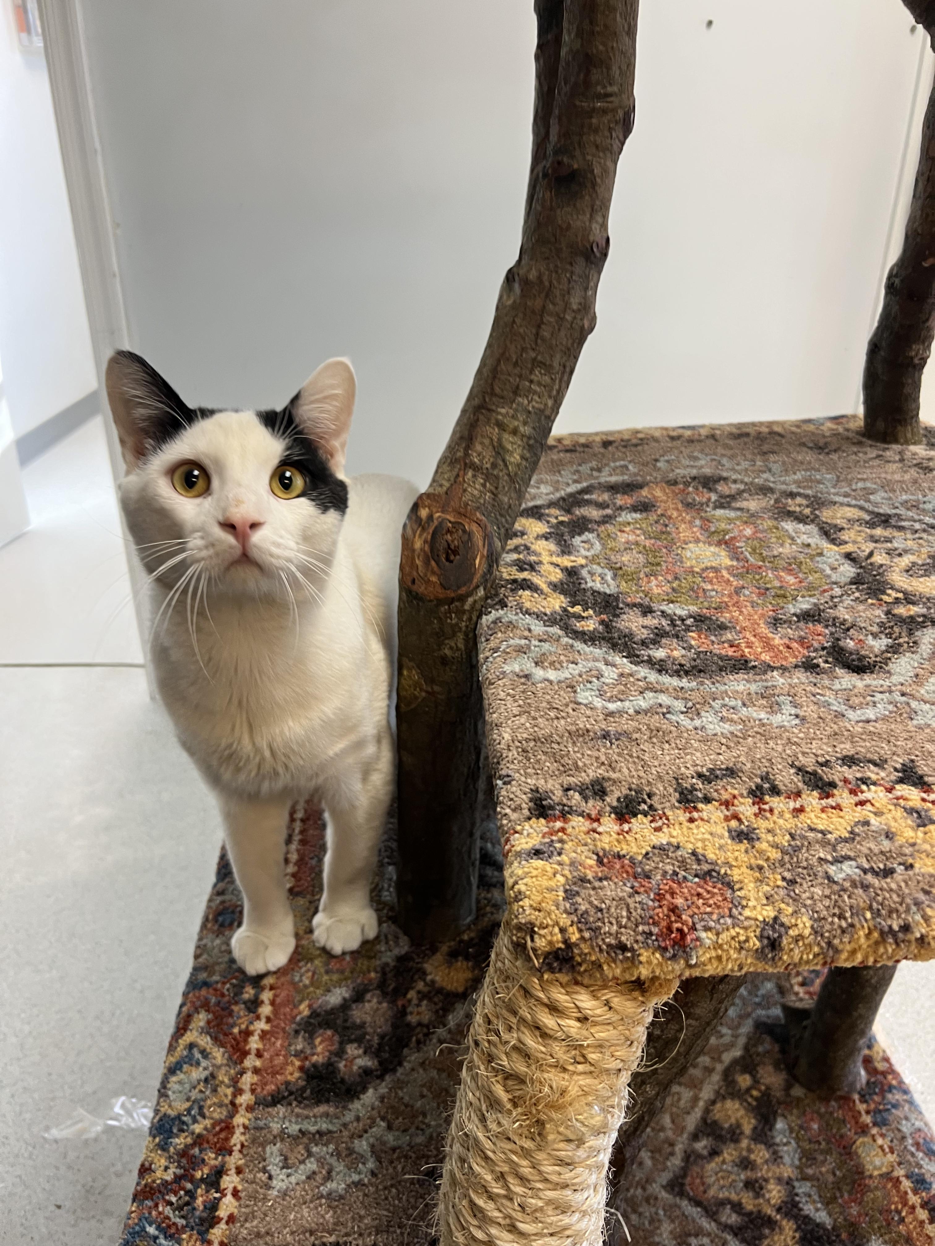 Milton, adopted, Adult Male Domestic Short Hair.