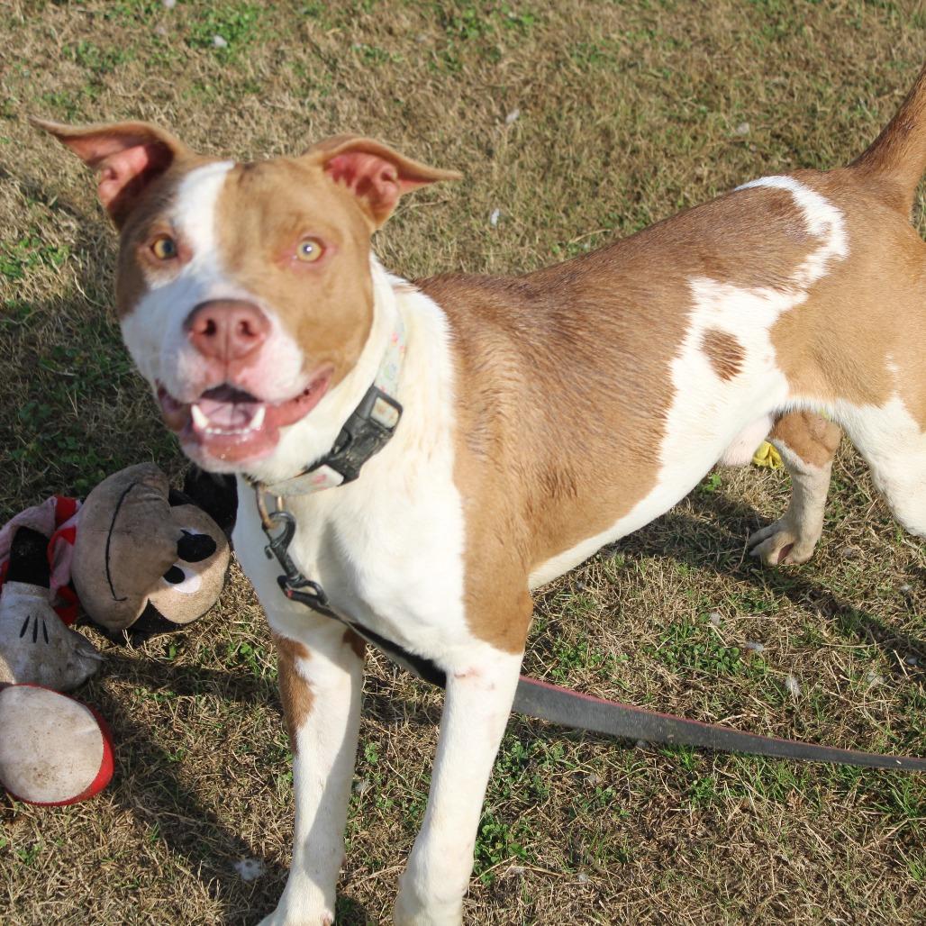Enlarge Stack, a Adoptable Pit Bull Terrier in Cleveland, MS image 1/6