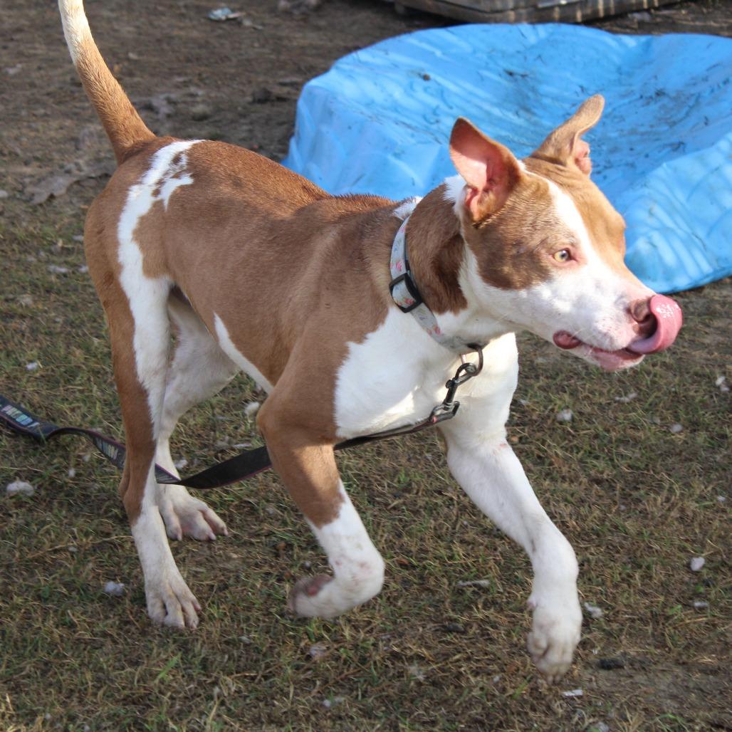 Enlarge Stack, a Adoptable Pit Bull Terrier in Cleveland, MS image 2/6
