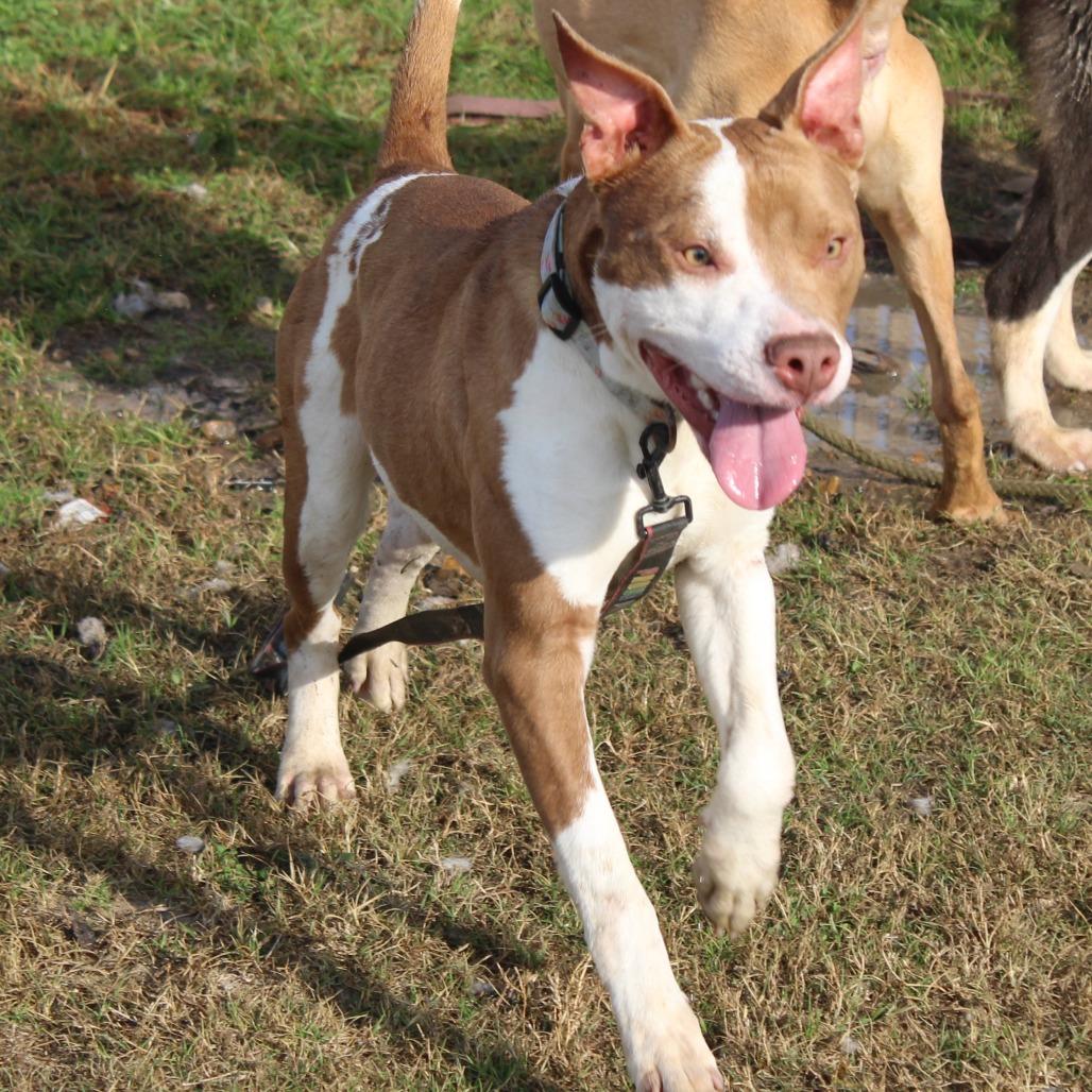 Enlarge Stack, a Adoptable Pit Bull Terrier in Cleveland, MS image 3/6