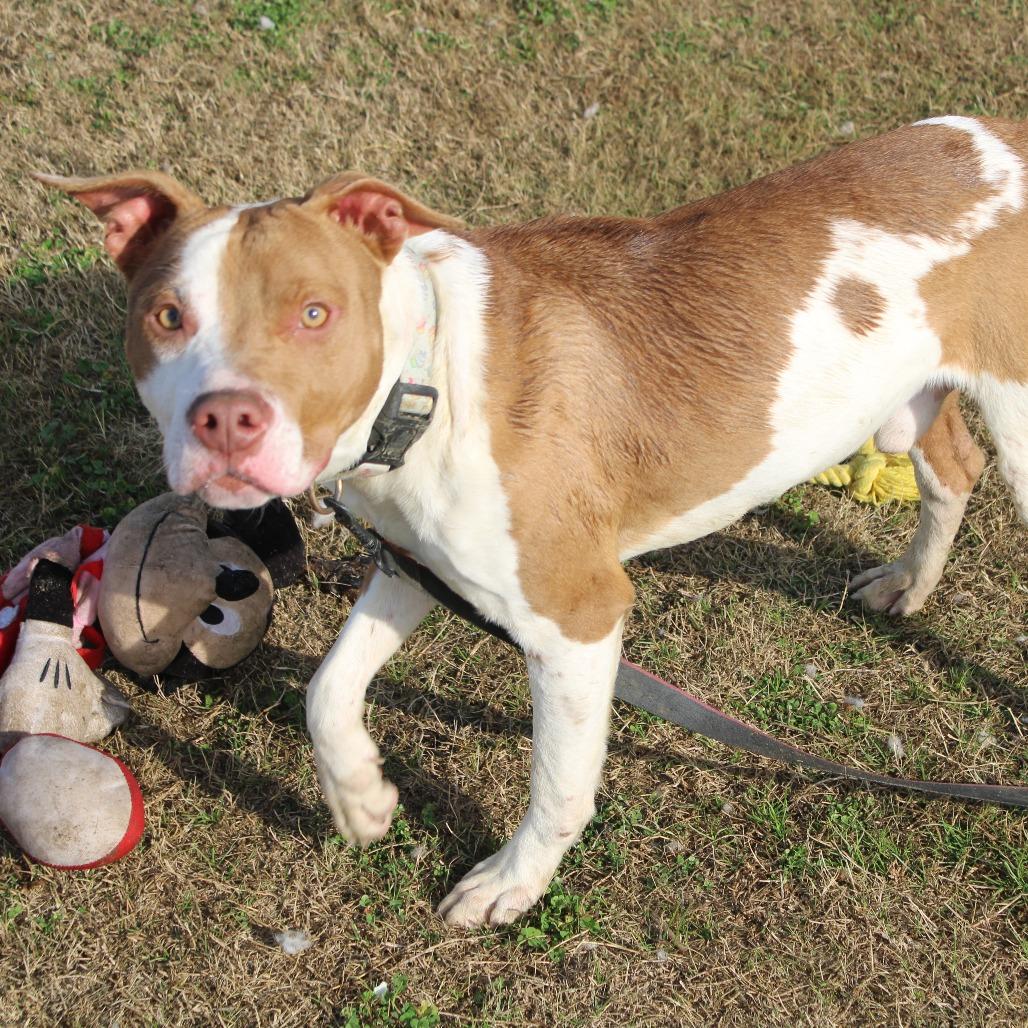 Enlarge Stack, a Adoptable Pit Bull Terrier in Cleveland, MS image 4/6