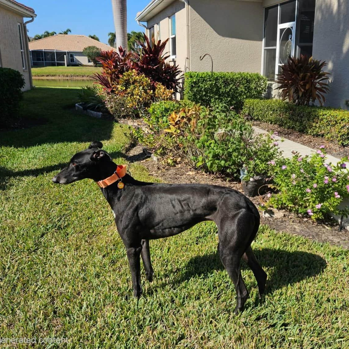 Enlarge Usetheforce Luke (Luke), a Adoptable Greyhound in North Port, FL image 1/2