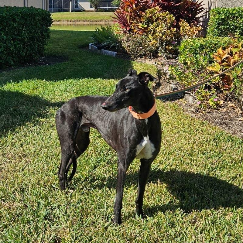 Enlarge Usetheforce Luke (Luke), a Adoptable Greyhound in North Port, FL image 2/2