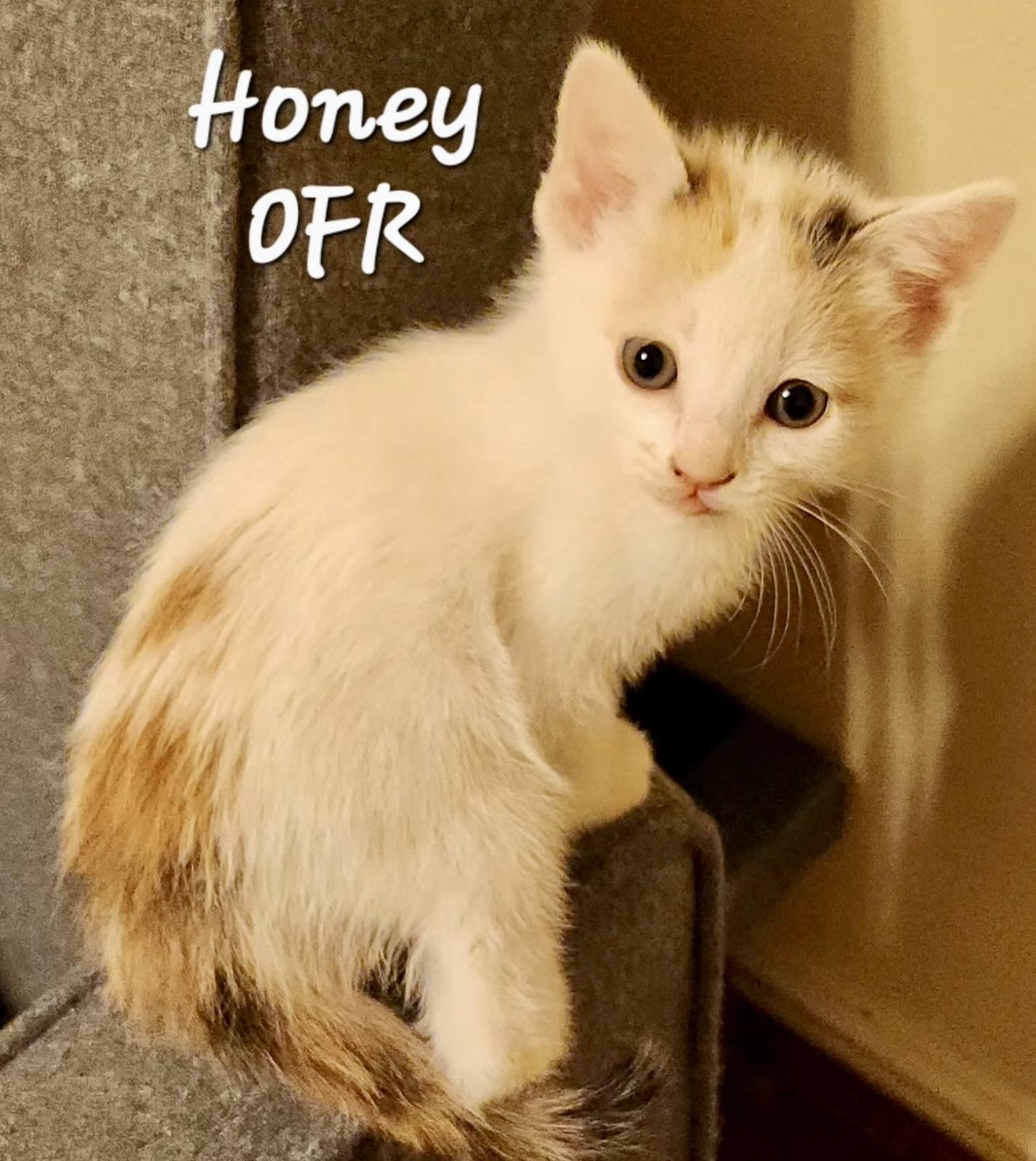 Honey, an adopted Domestic Short Hair in Owasso, OK image 1/2