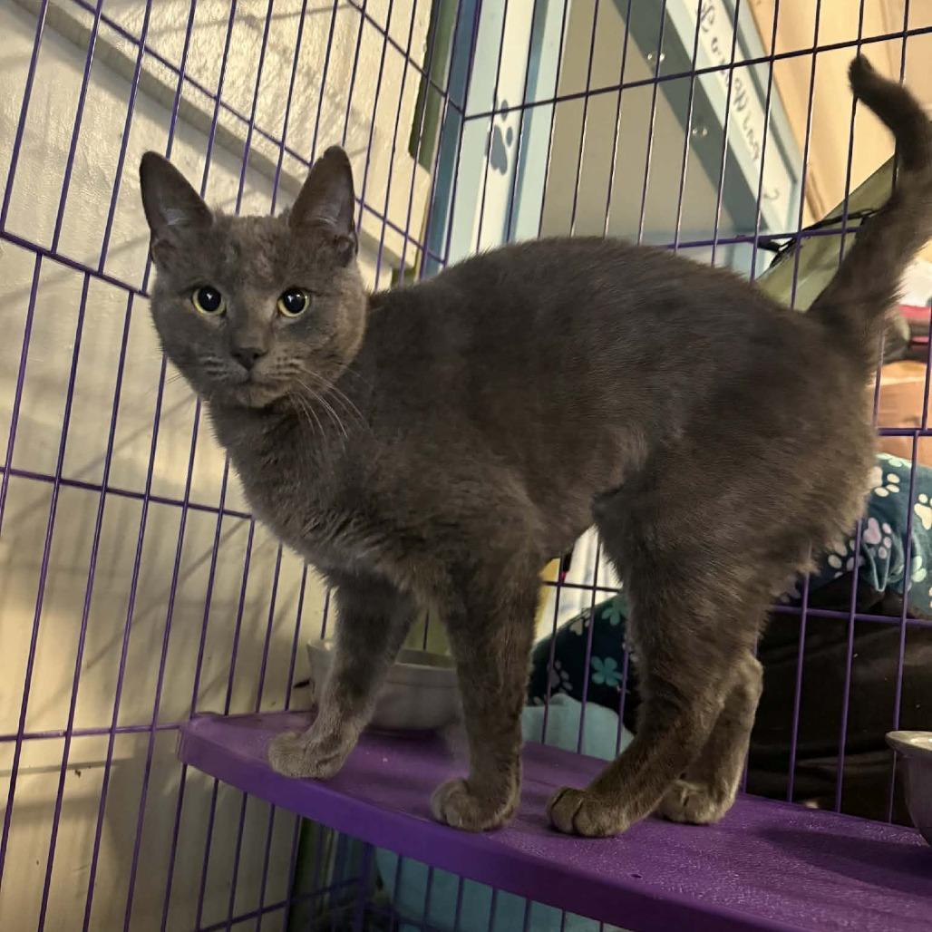 Lady Grey, Adoptable, Adult Female Domestic Short Hair.