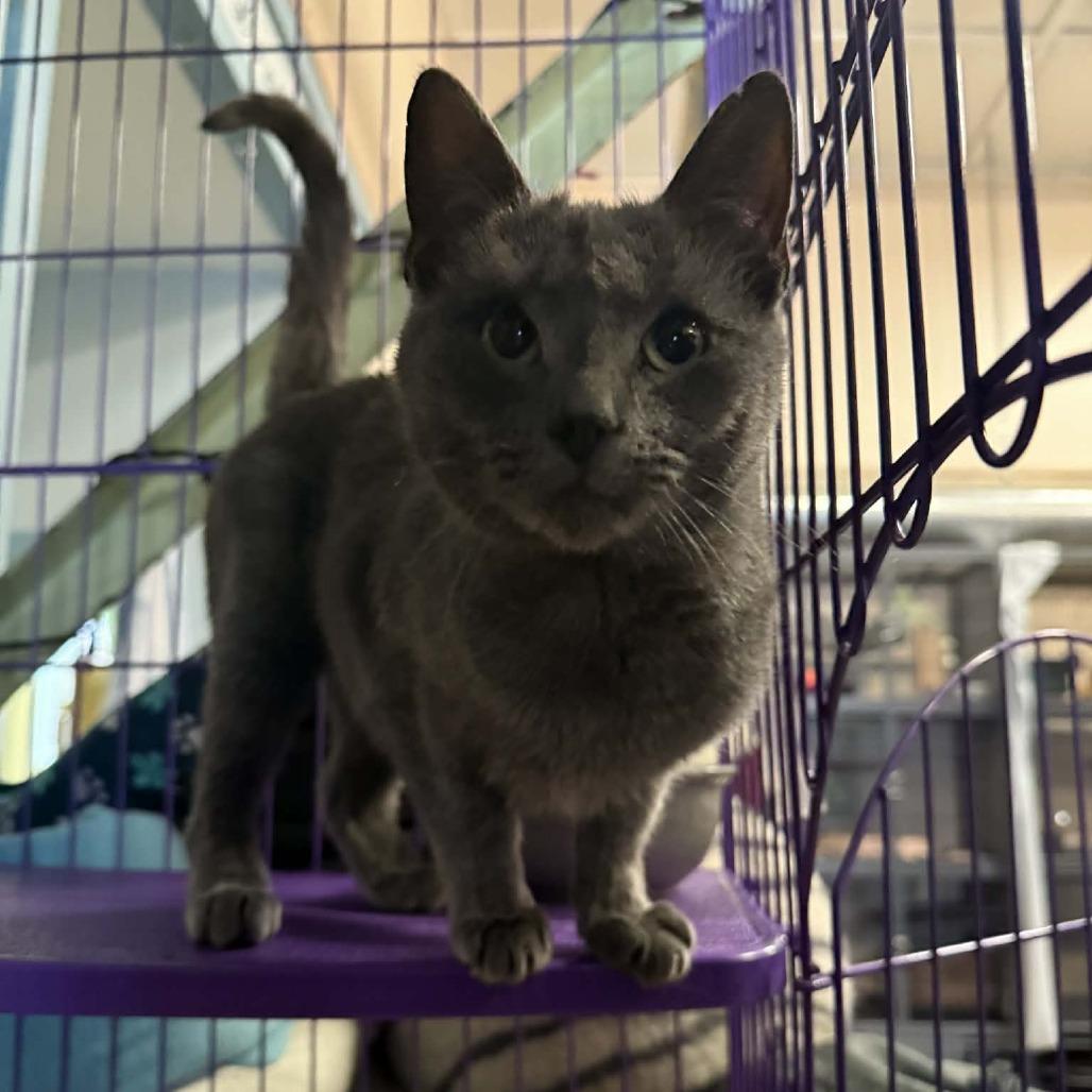 Lady Grey, a Adoptable Domestic Short Hair in South Haven, MI image 2/2