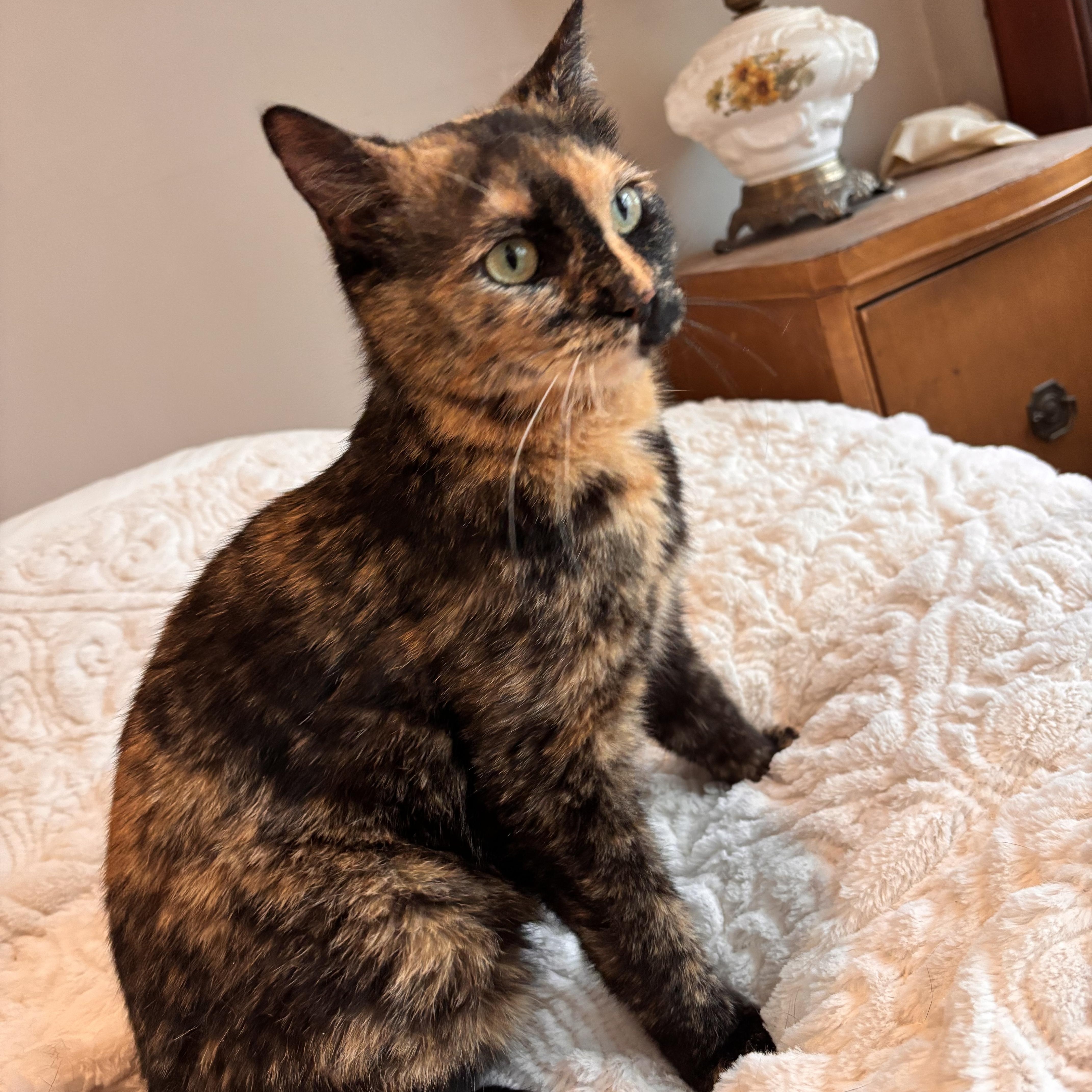 Enlarge Larissa, a ADOPTABLE Domestic Short Hair in Clifton, NJ image 5/5