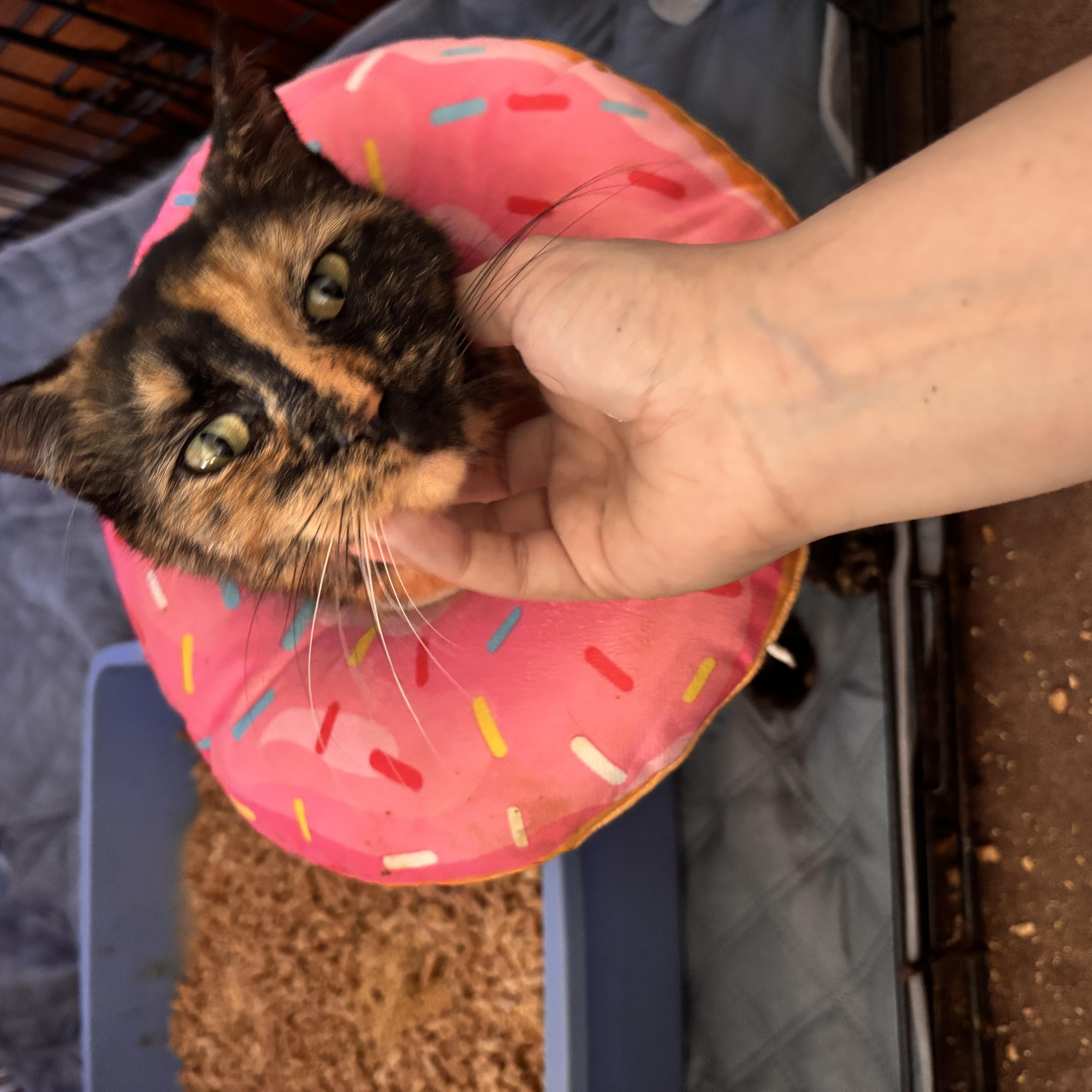 Enlarge Larissa, a ADOPTABLE Domestic Short Hair in Clifton, NJ image 2/5