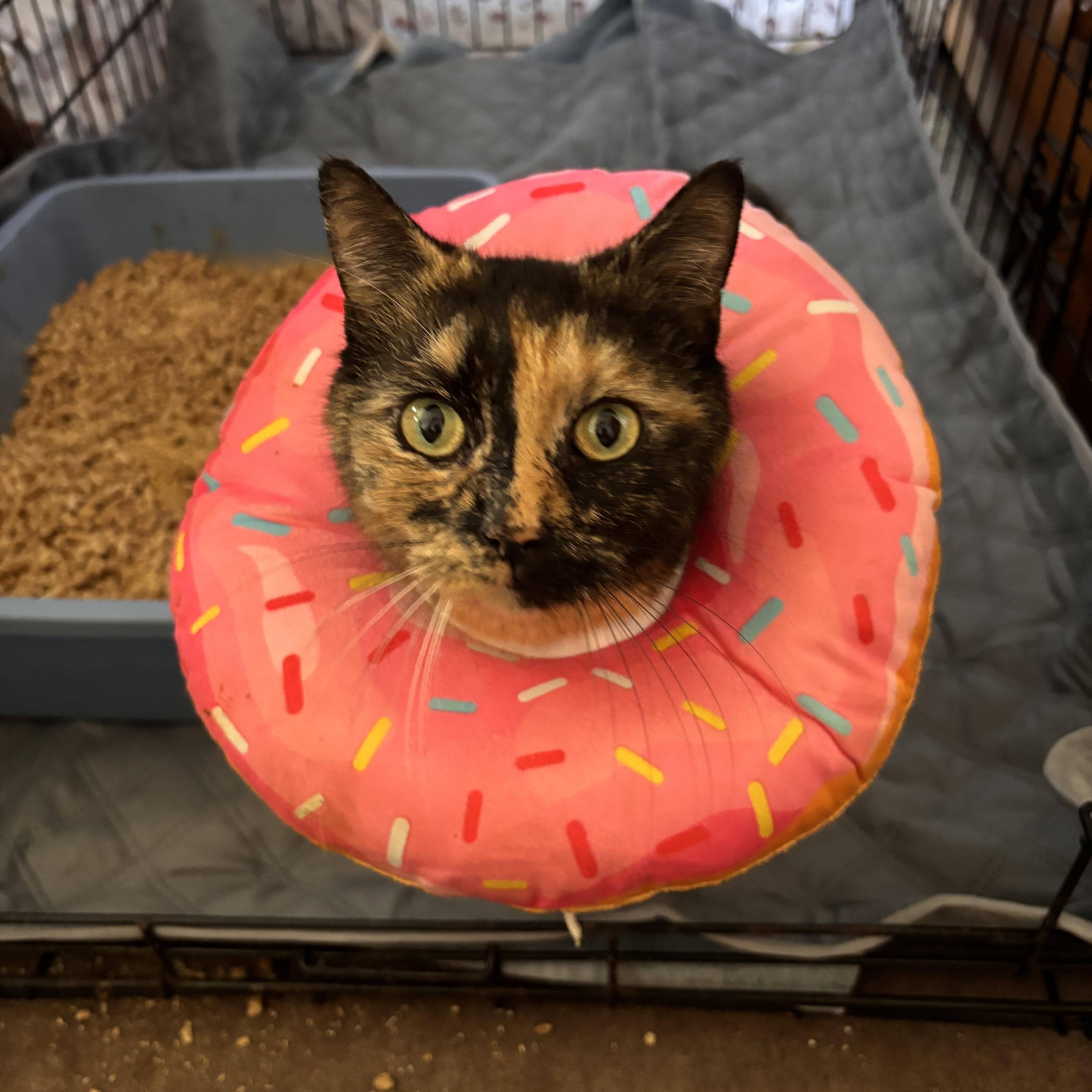Larissa, ADOPTABLE, Young Female Domestic Short Hair.