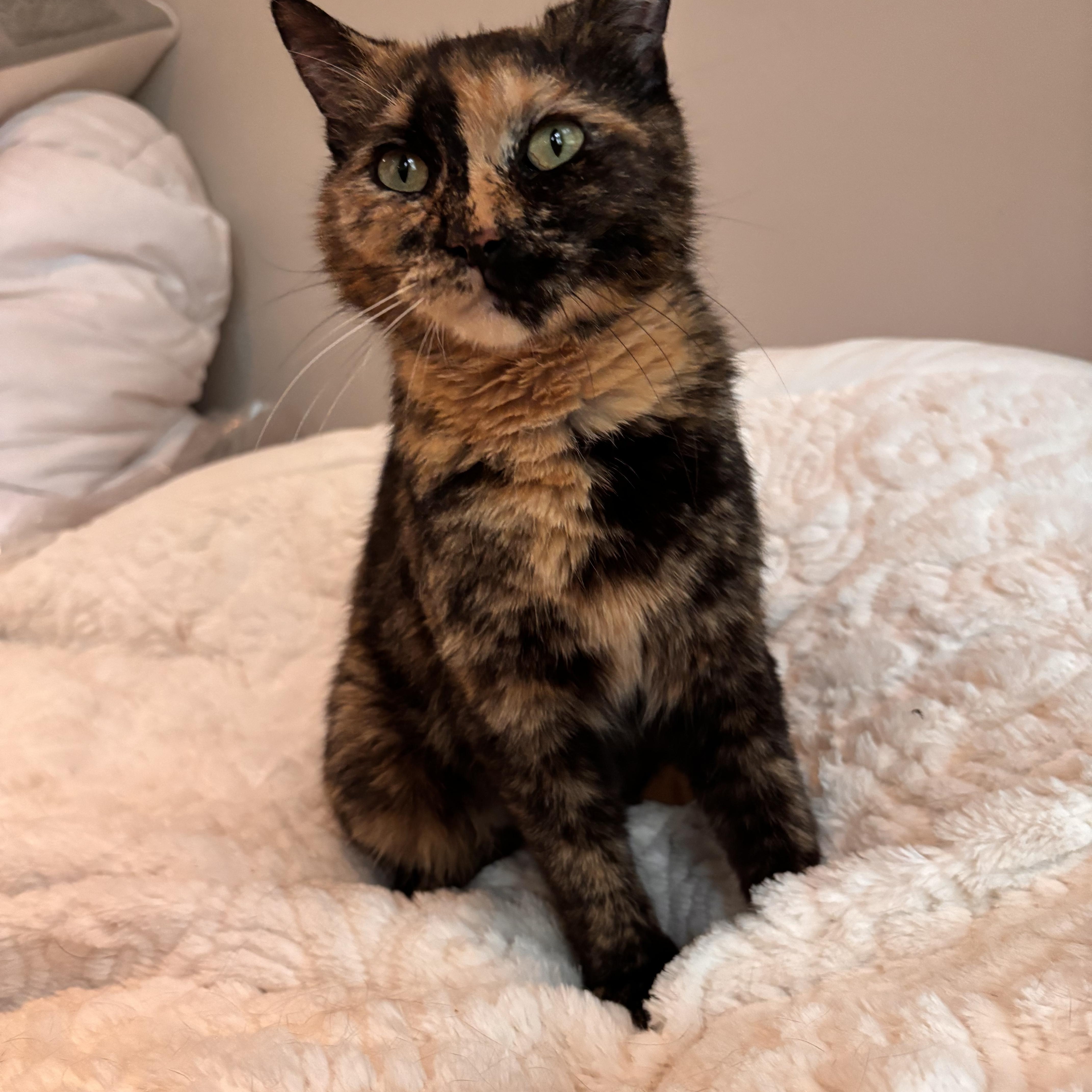Enlarge Larissa, a ADOPTABLE Domestic Short Hair in Clifton, NJ image 4/5