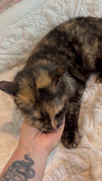 Enlarge Larissa, a ADOPTABLE Domestic Short Hair in Clifton, NJ video 3/5