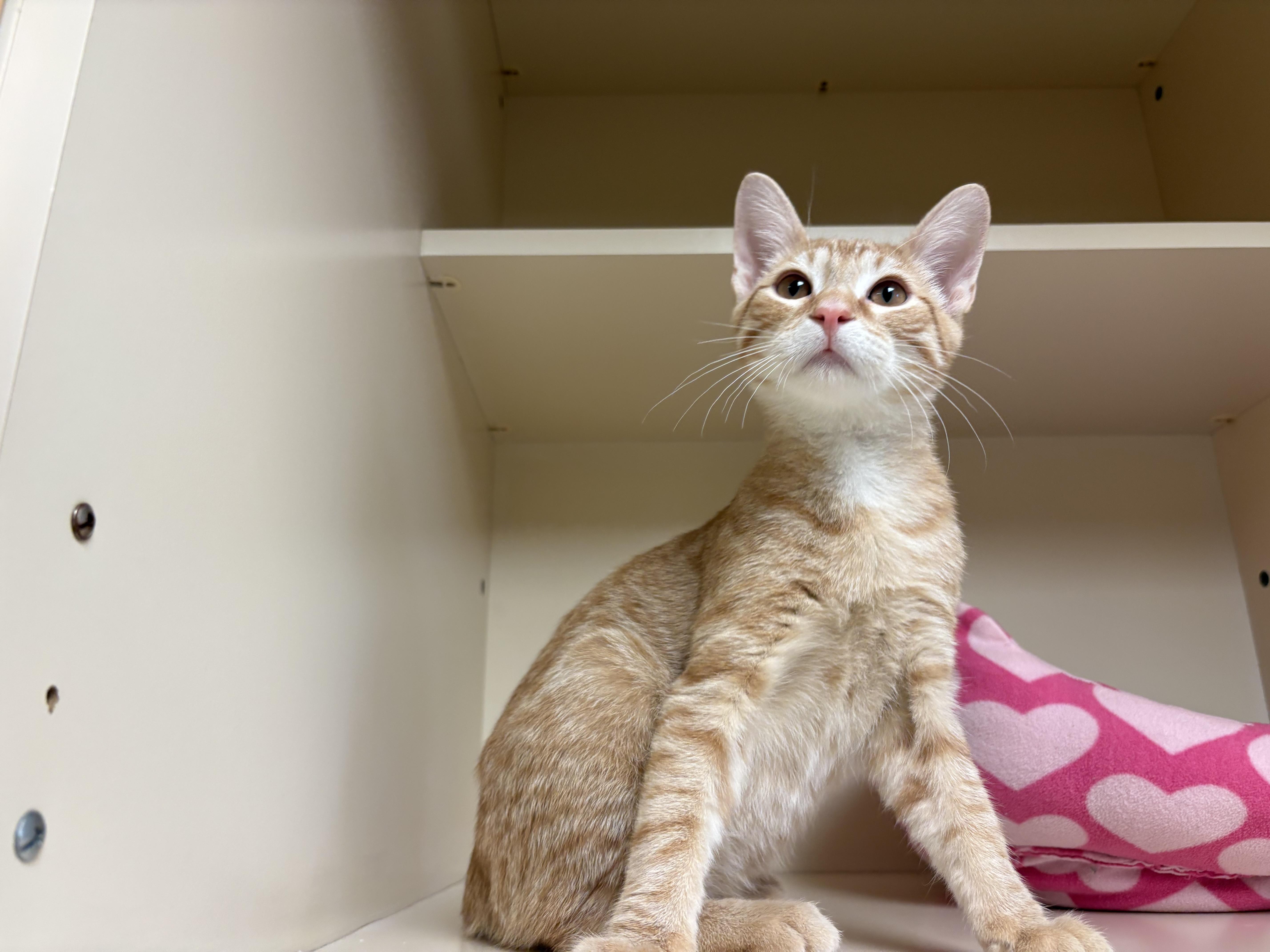 Nugget, Adoptable, Young Male Domestic Short Hair.