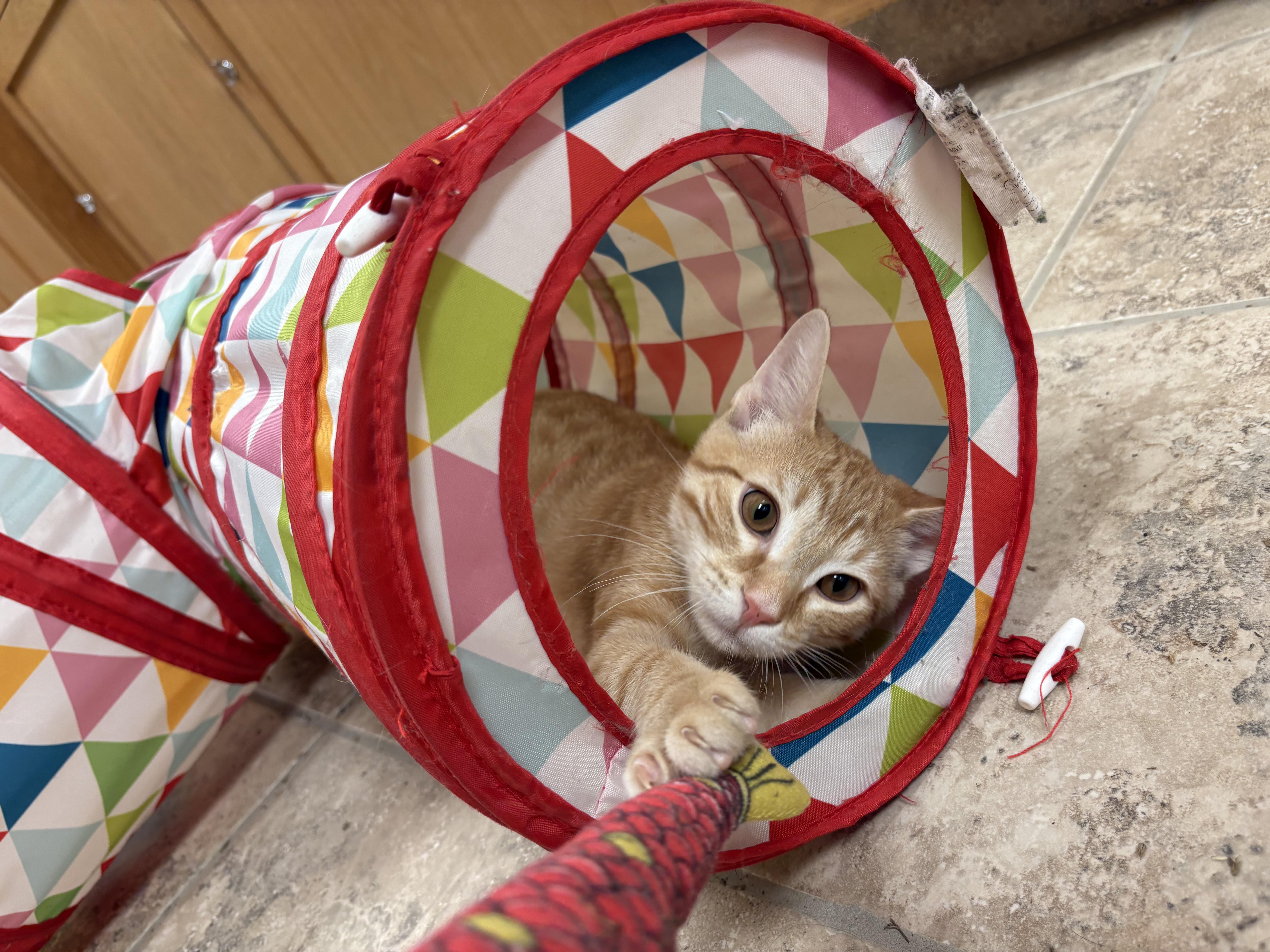 Enlarge Nugget, a Adoptable Domestic Short Hair in Hays, KS image 2/6