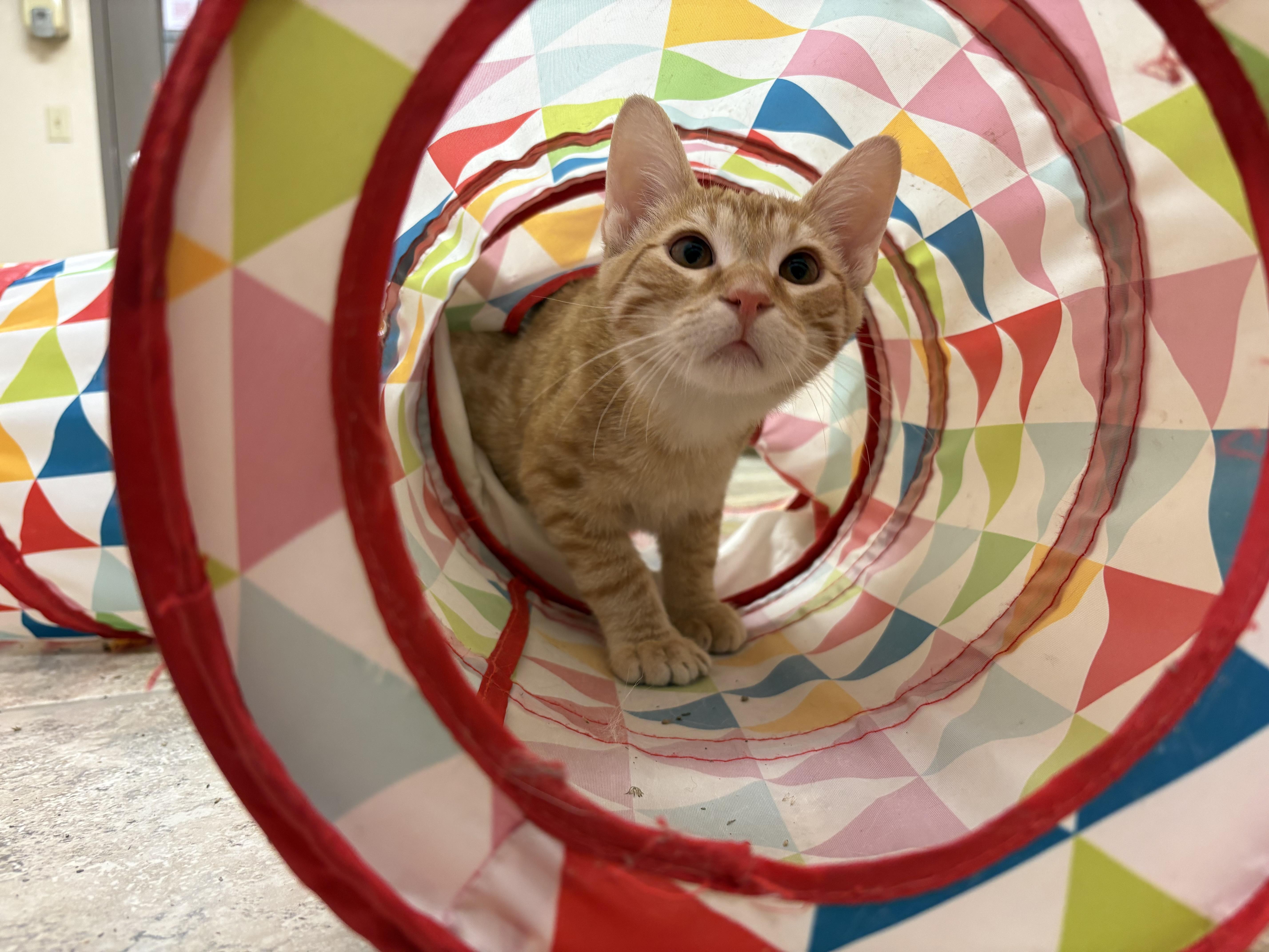 Enlarge Nugget, a Adoptable Domestic Short Hair in Hays, KS image 3/6