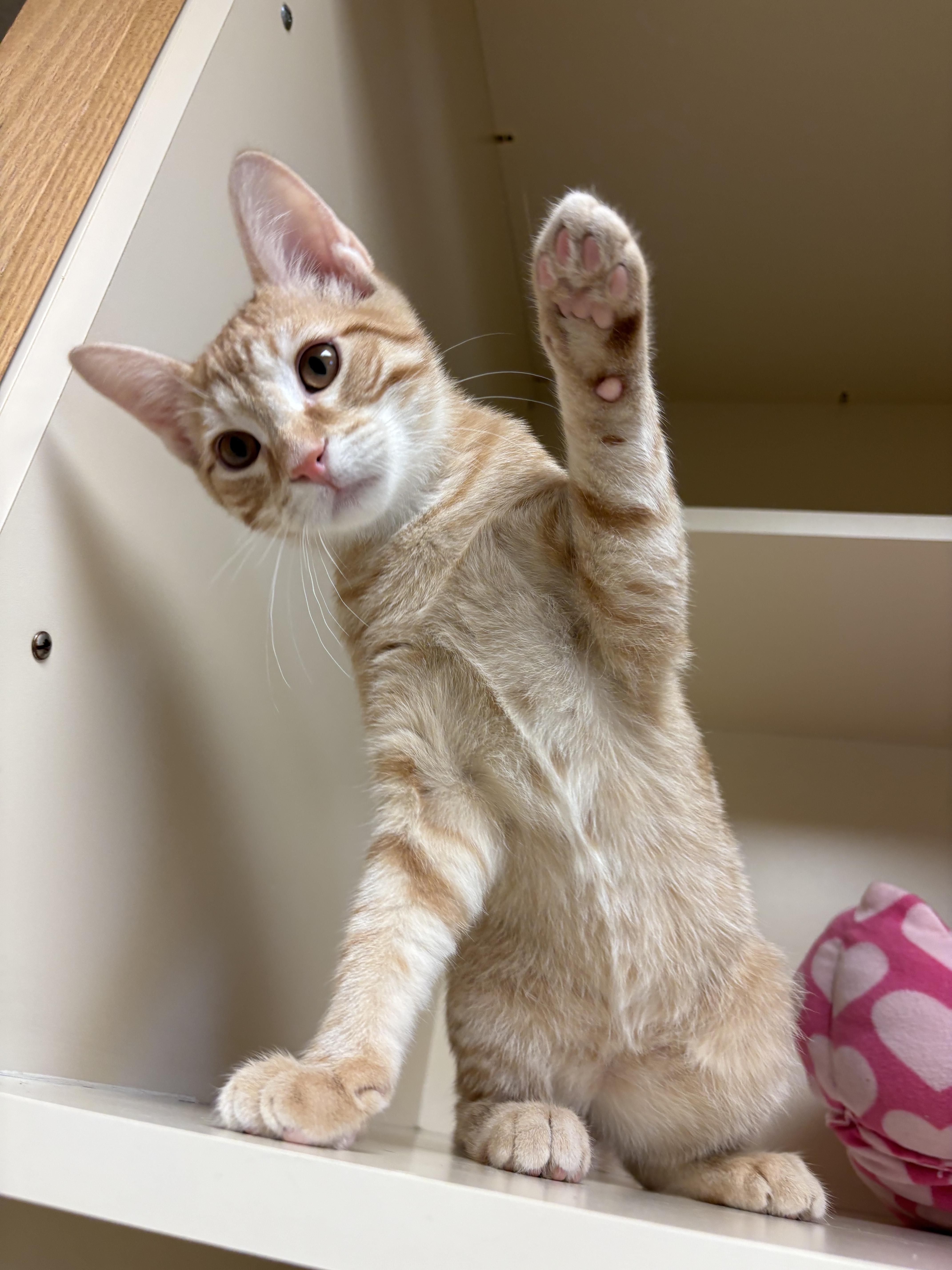 Enlarge Nugget, a Adoptable Domestic Short Hair in Hays, KS image 4/6