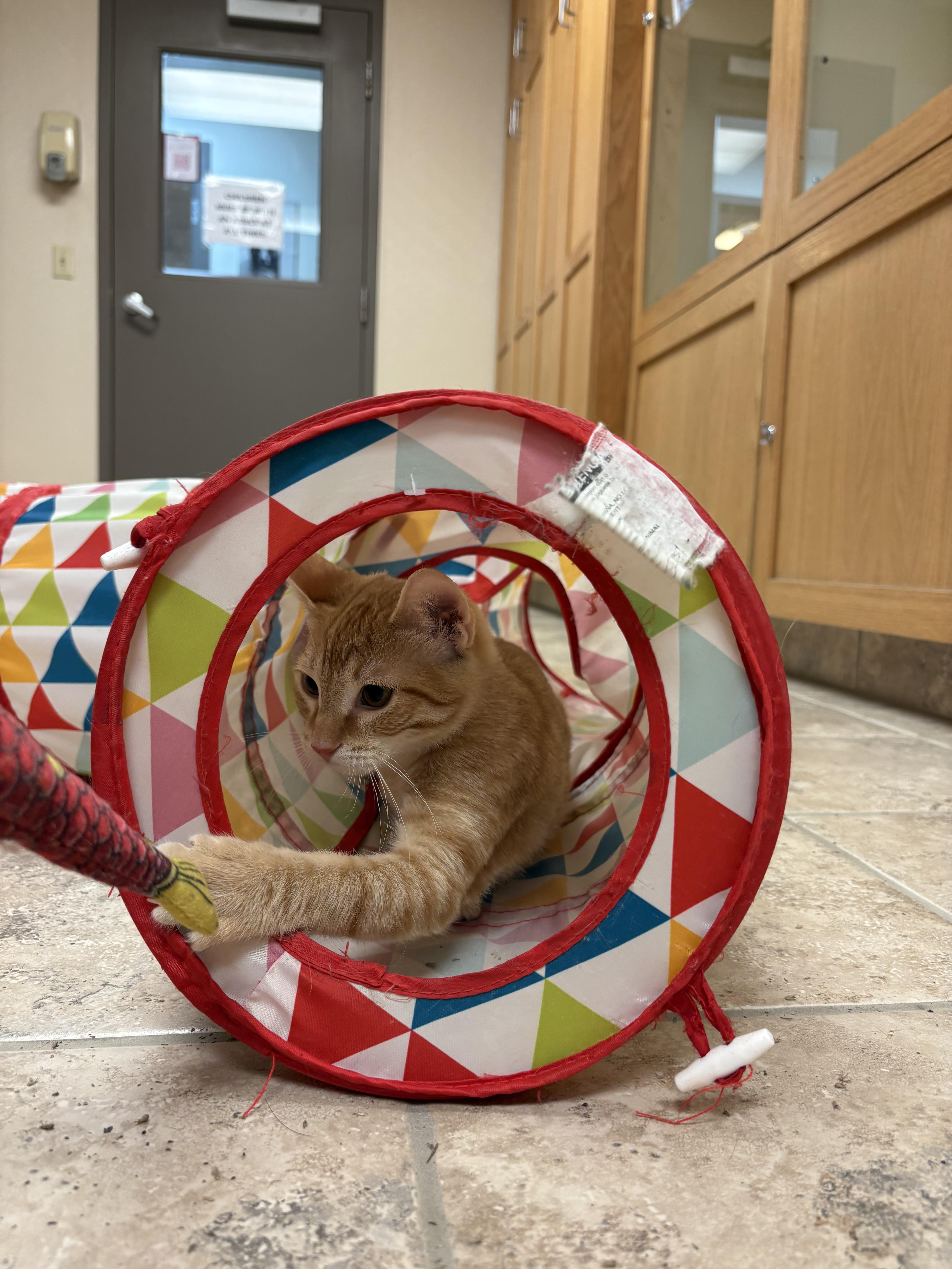 Enlarge Nugget, a Adoptable Domestic Short Hair in Hays, KS image 5/6