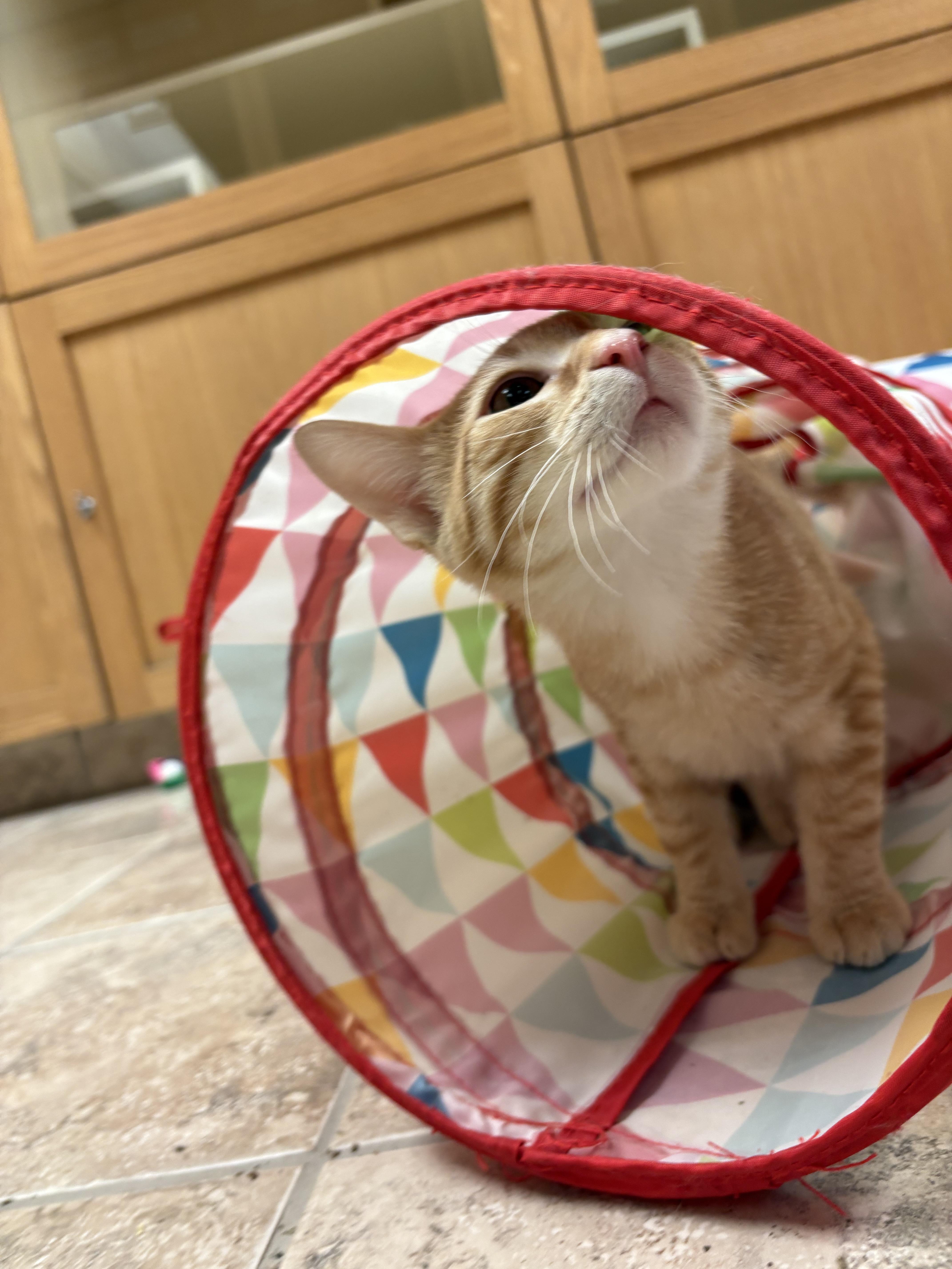 Enlarge Nugget, a Adoptable Domestic Short Hair in Hays, KS image 6/6