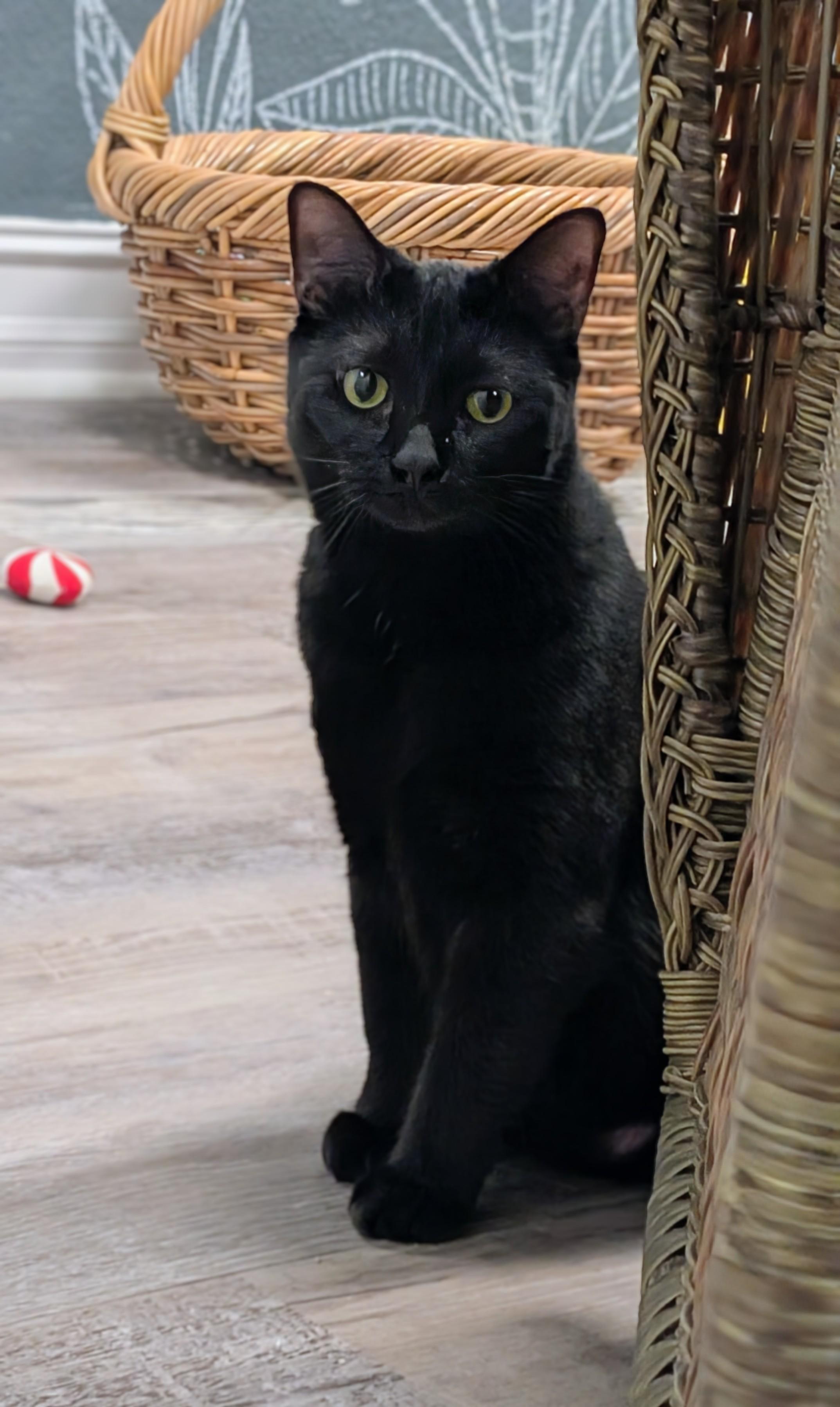 Enlarge Vusa, a ADOPTABLE Domestic Short Hair in Palm Harbor, FL image 2/2