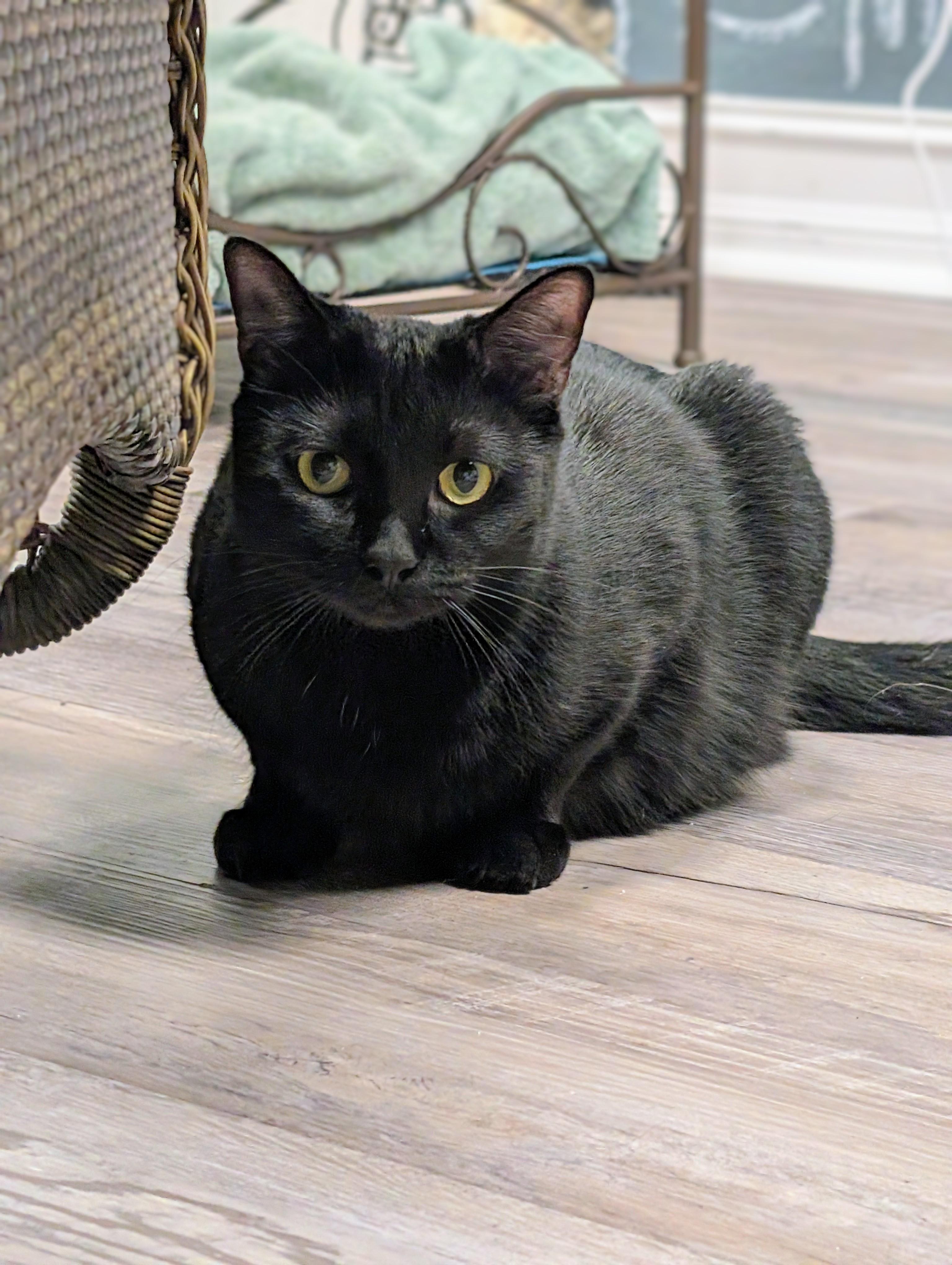 Vusa, ADOPTABLE, Young Female Domestic Short Hair.