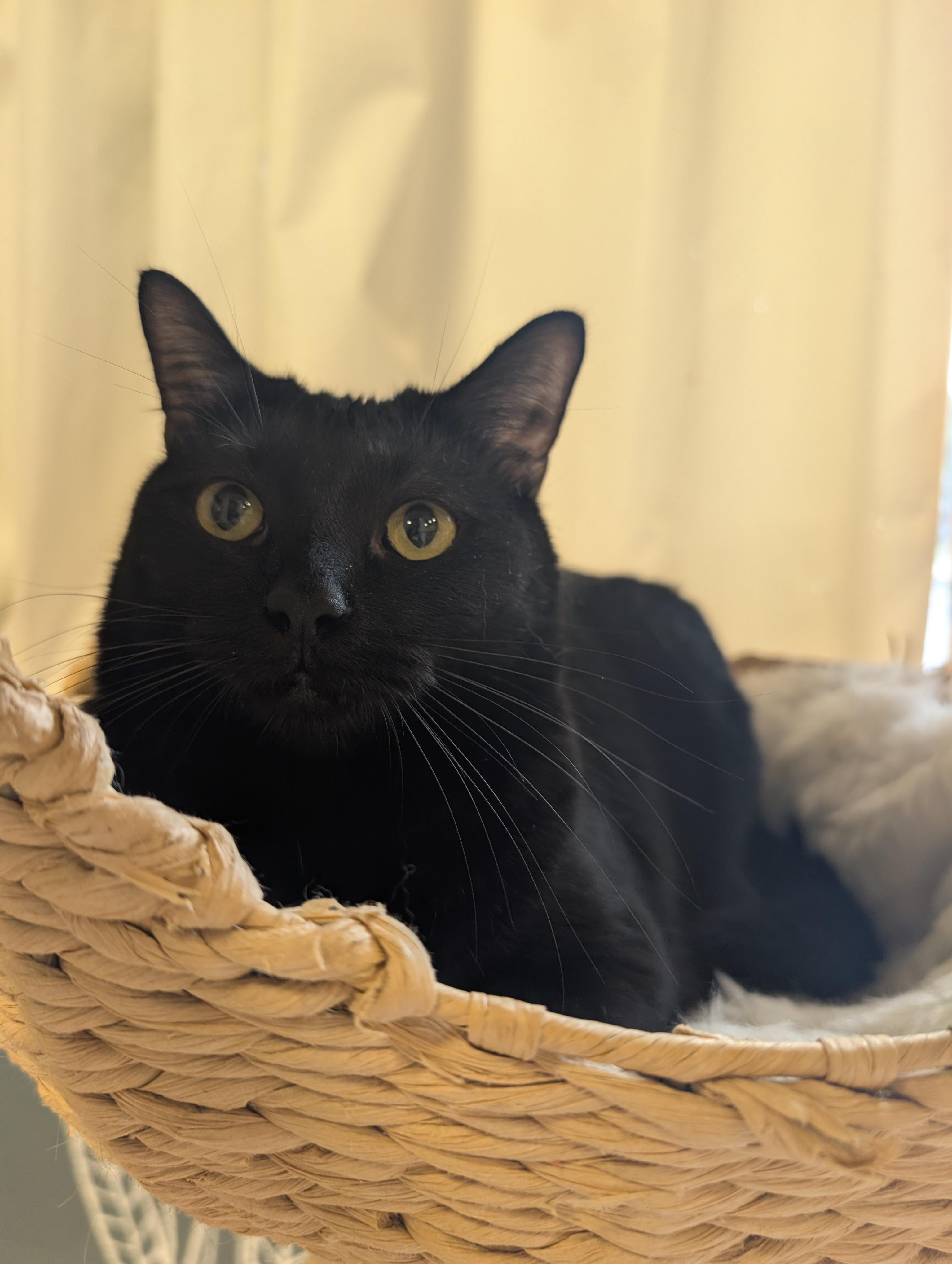Vusa, ADOPTABLE, Adult Female Domestic Short Hair.