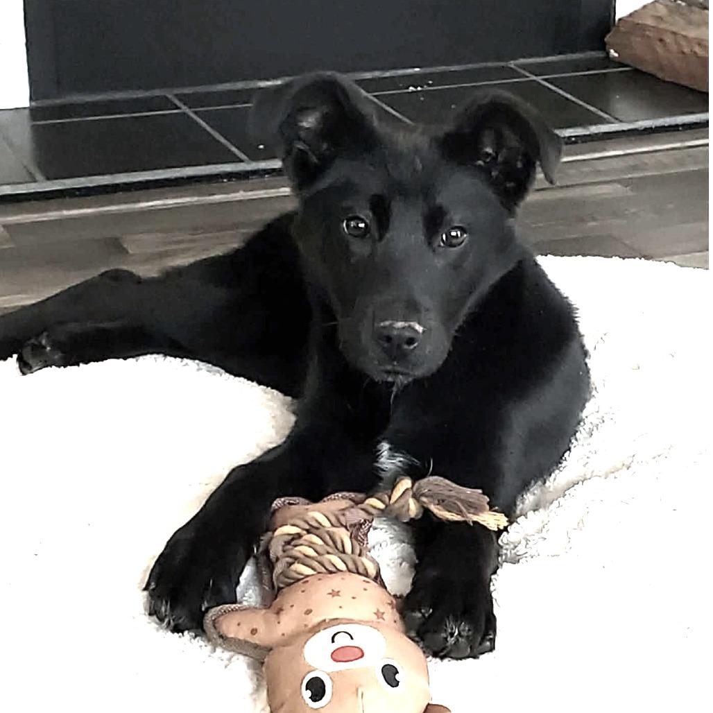 Enlarge Sissy, a Adoptable mixed breed in Gainesboro, TN image 1/1