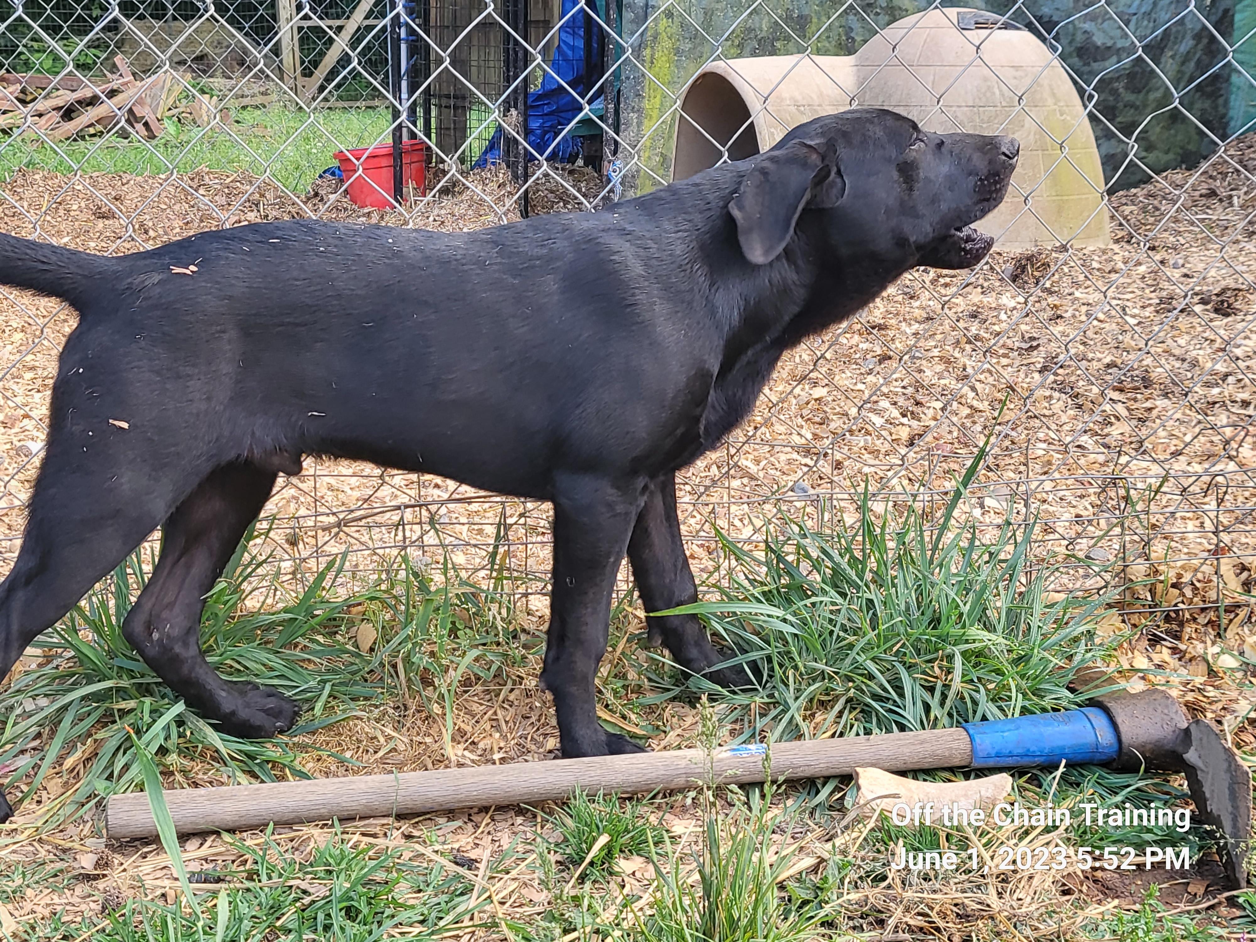 Enlarge Lincoln, a Adopted mixed breed in Toney, AL image 1/4