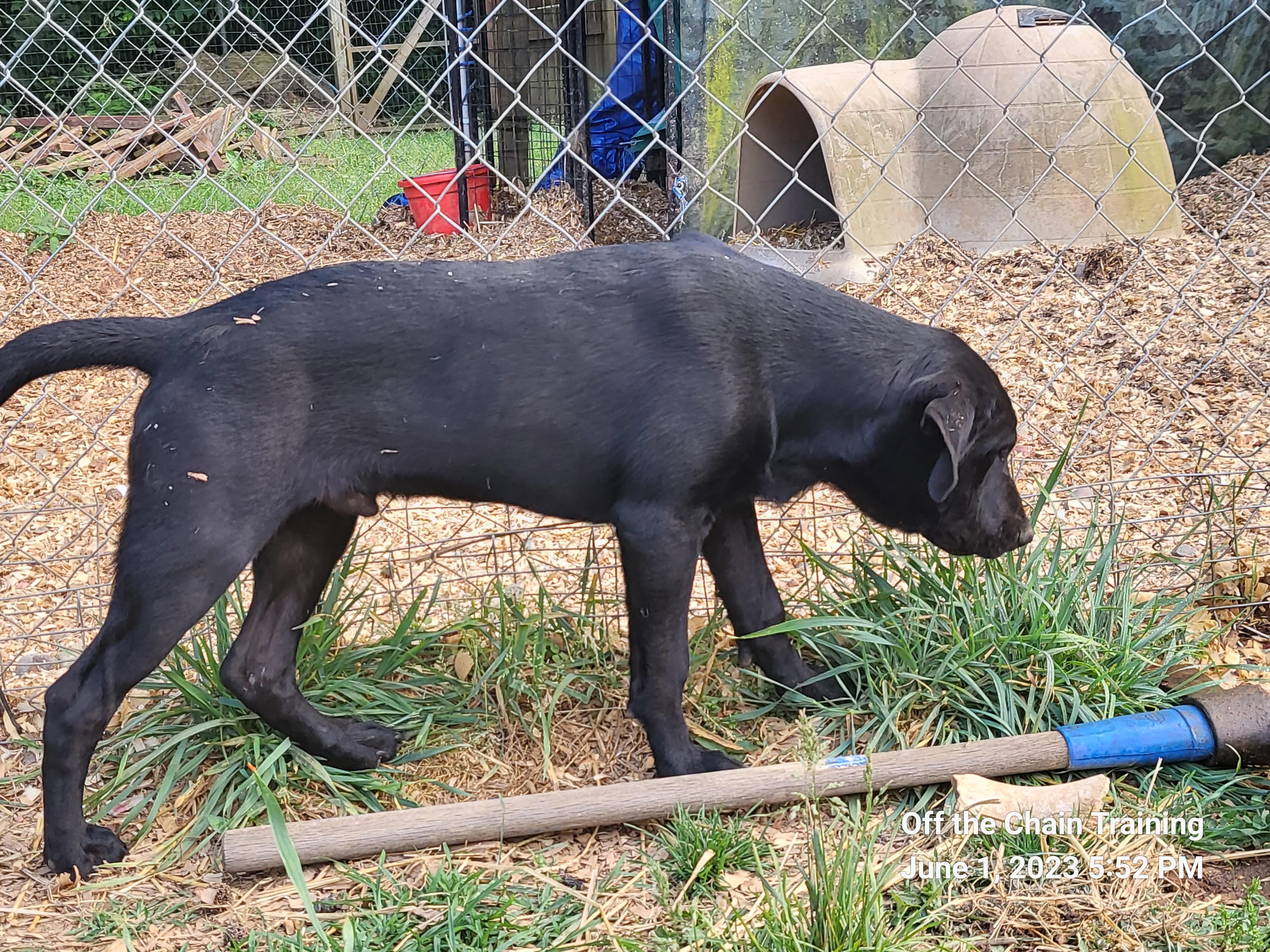 Enlarge Lincoln, a Adopted mixed breed in Toney, AL image 2/4