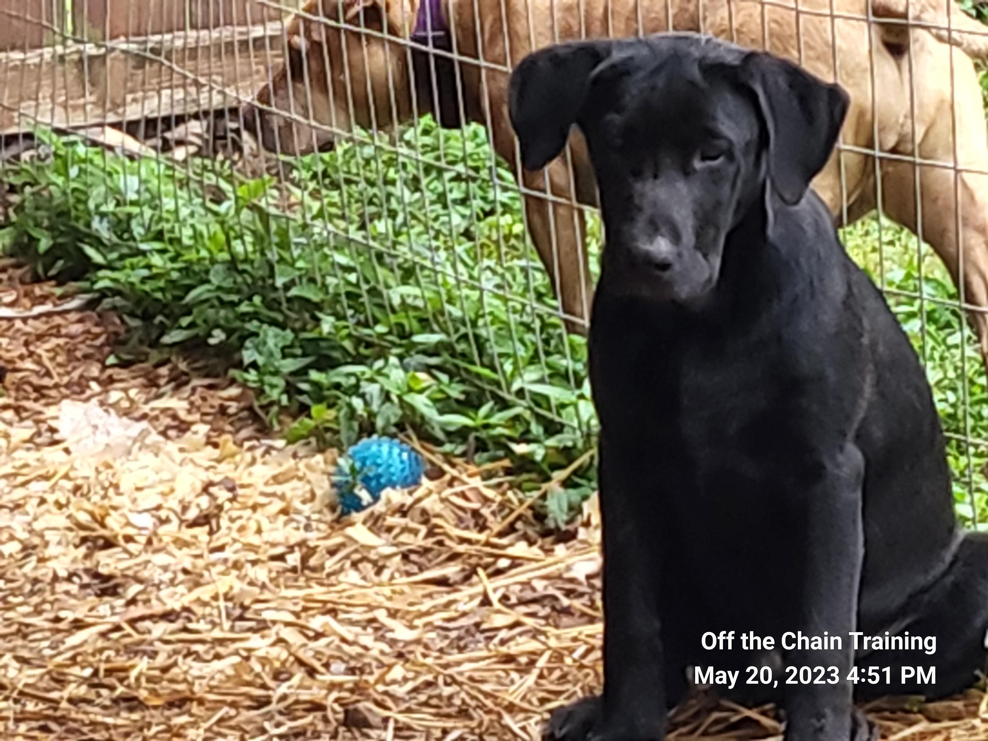 Enlarge Lincoln, a Adopted mixed breed in Toney, AL image 3/4