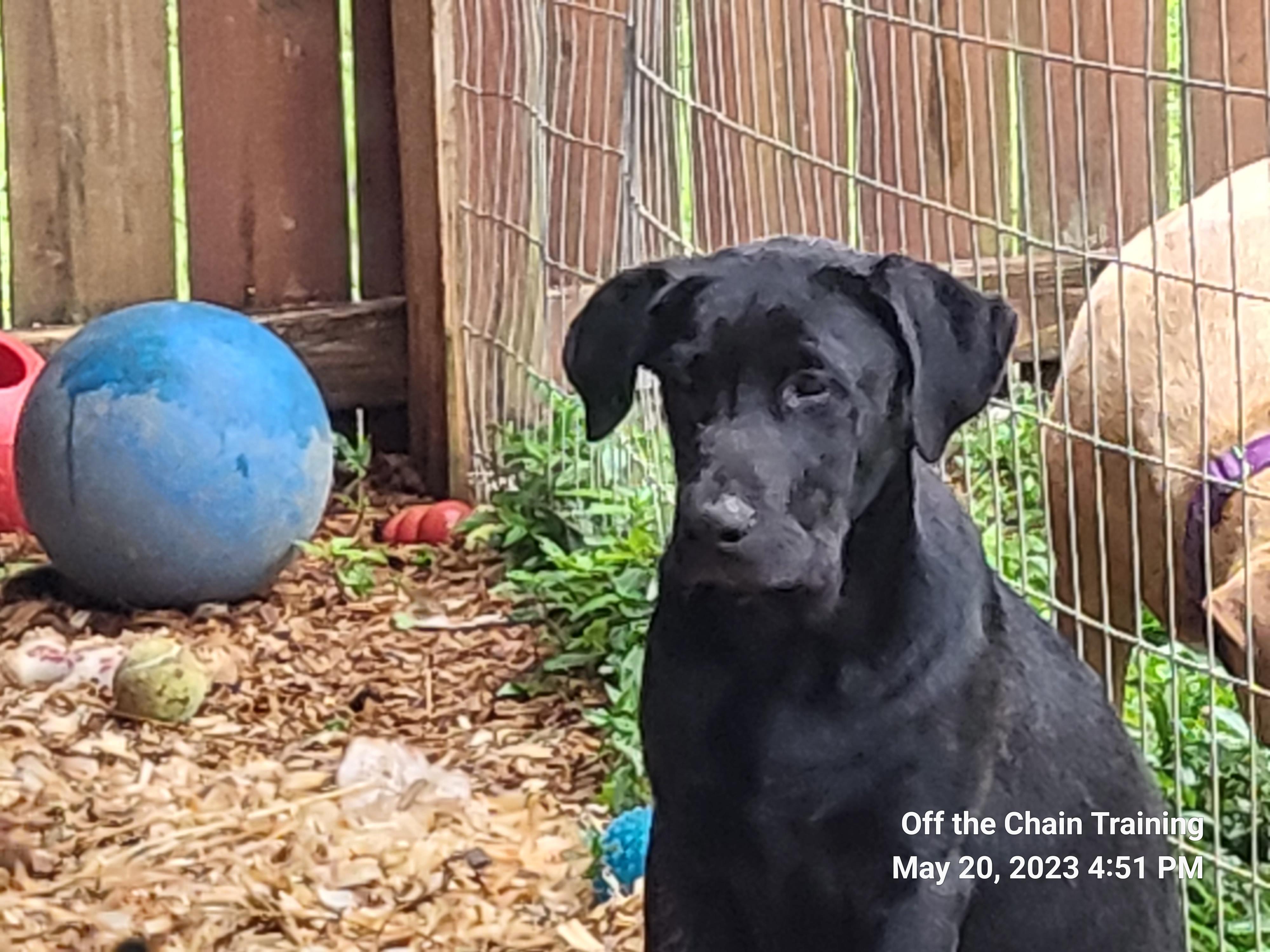 Enlarge Lincoln, a Adopted mixed breed in Toney, AL image 4/4