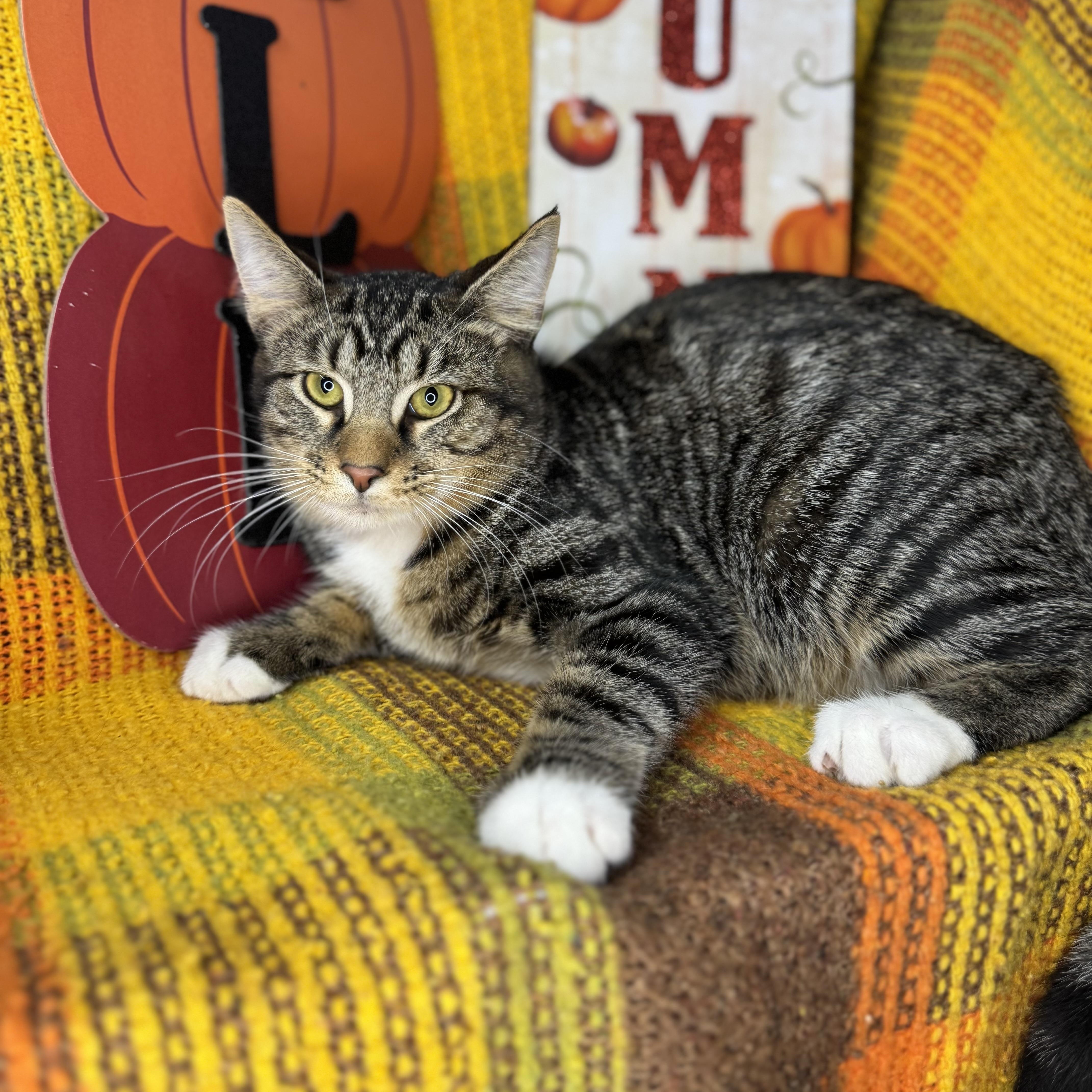 Enlarge Hickory, a Adoptable mixed breed in Mount Vernon, IL image 4/6